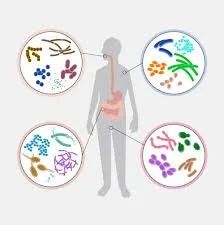 Rebuilding your Microbiome Post Antibiotics