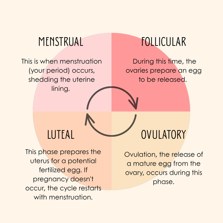 The 4 Phases of your Cycle