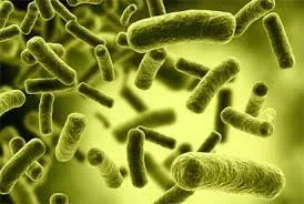MS linked to Gut Health