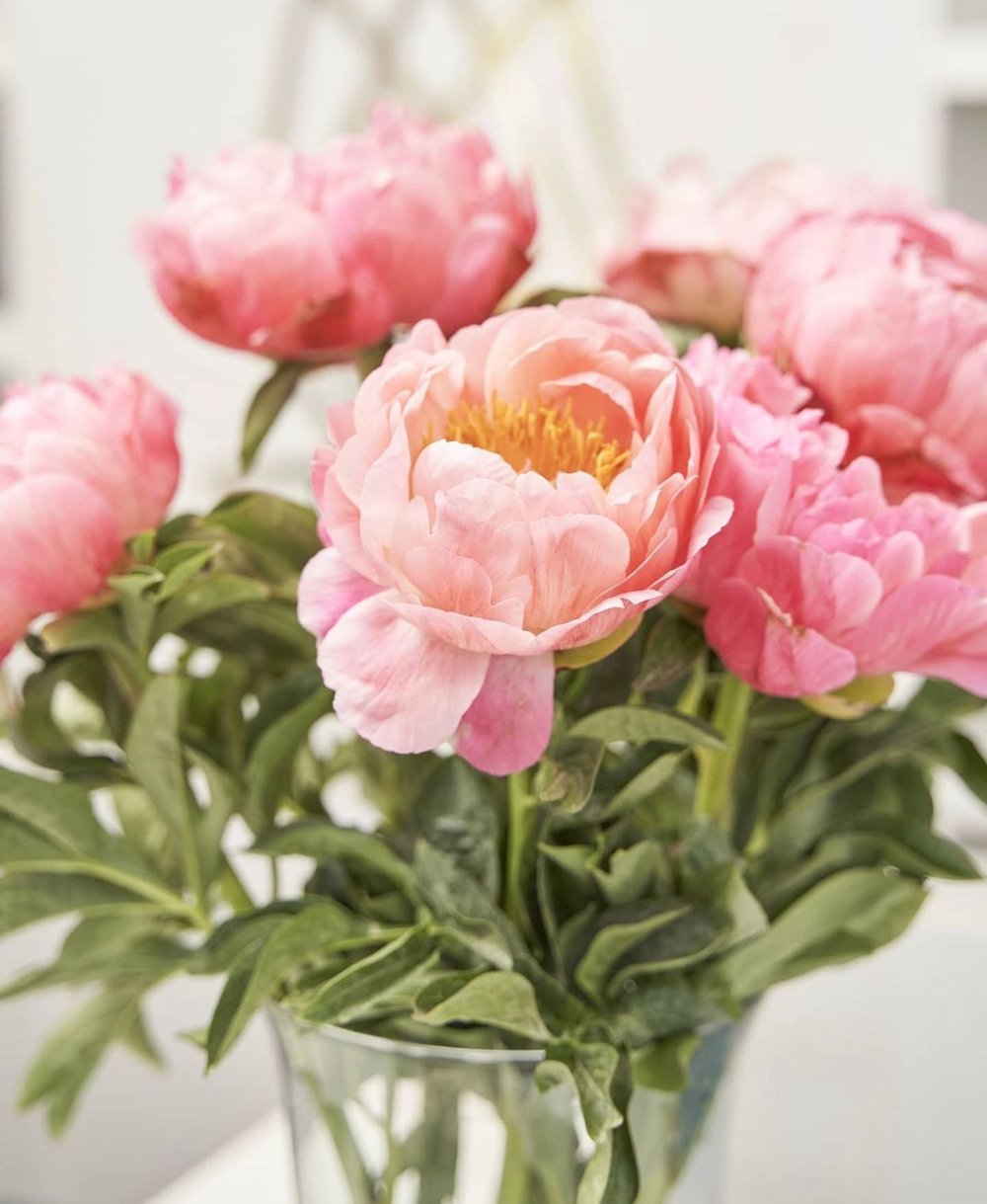 Peonias — Esencia Peonias — Esencia