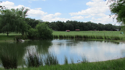 Pond view.jpg