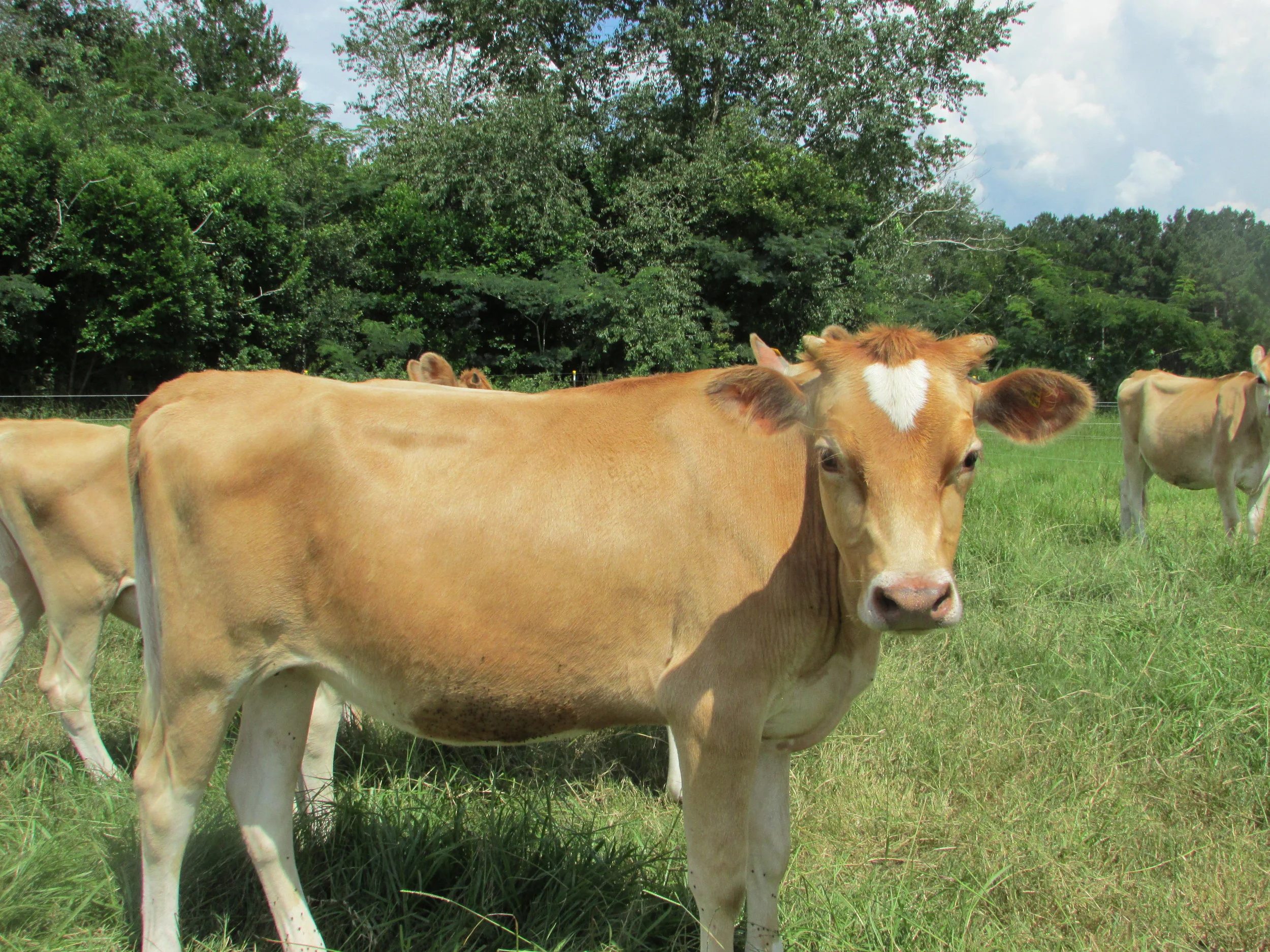 Farm Animals Meet &amp; Greet