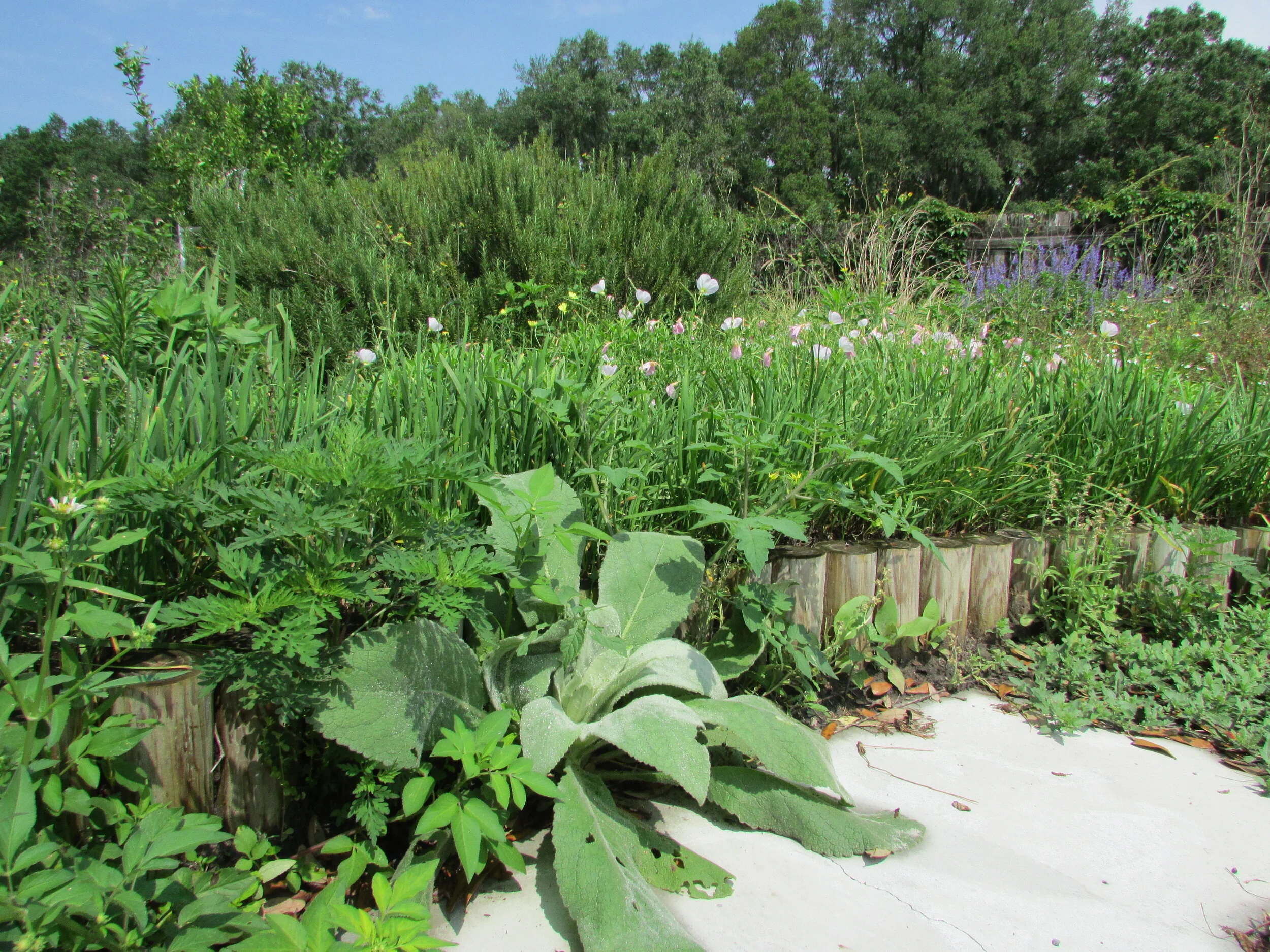 How Does Your Garden Grow? 