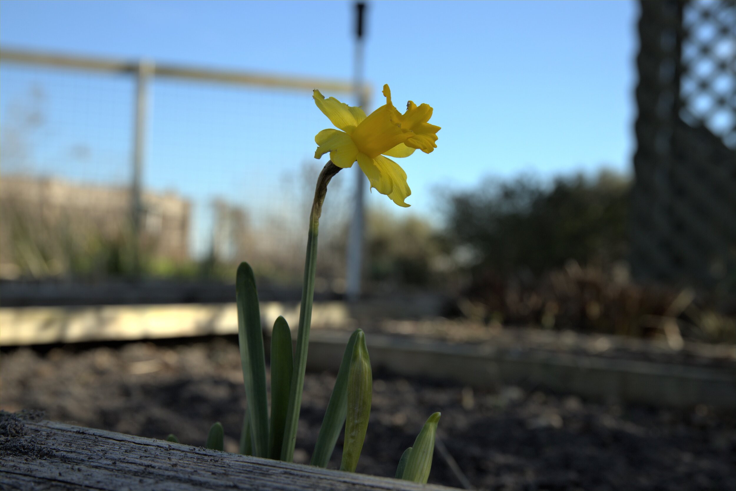  A bit of Winter Sunshine