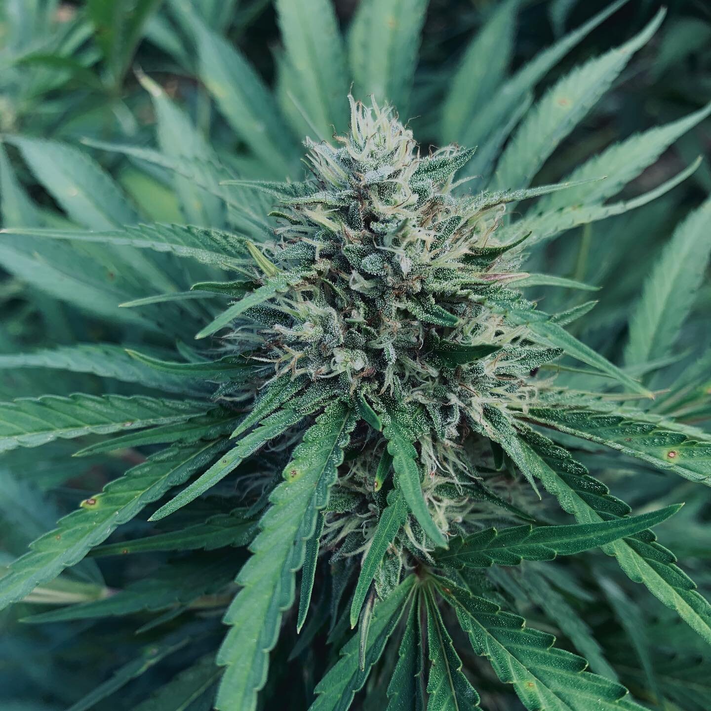 We are so glad we chose to grow this beautiful White CBG this year! It is quickly becoming a favorite. ⁣
⁣
A little bit about this White CBG from @oregoncbd (information from their website): ⁣
⁣
- They bred White CBG for increased terpene and resin p