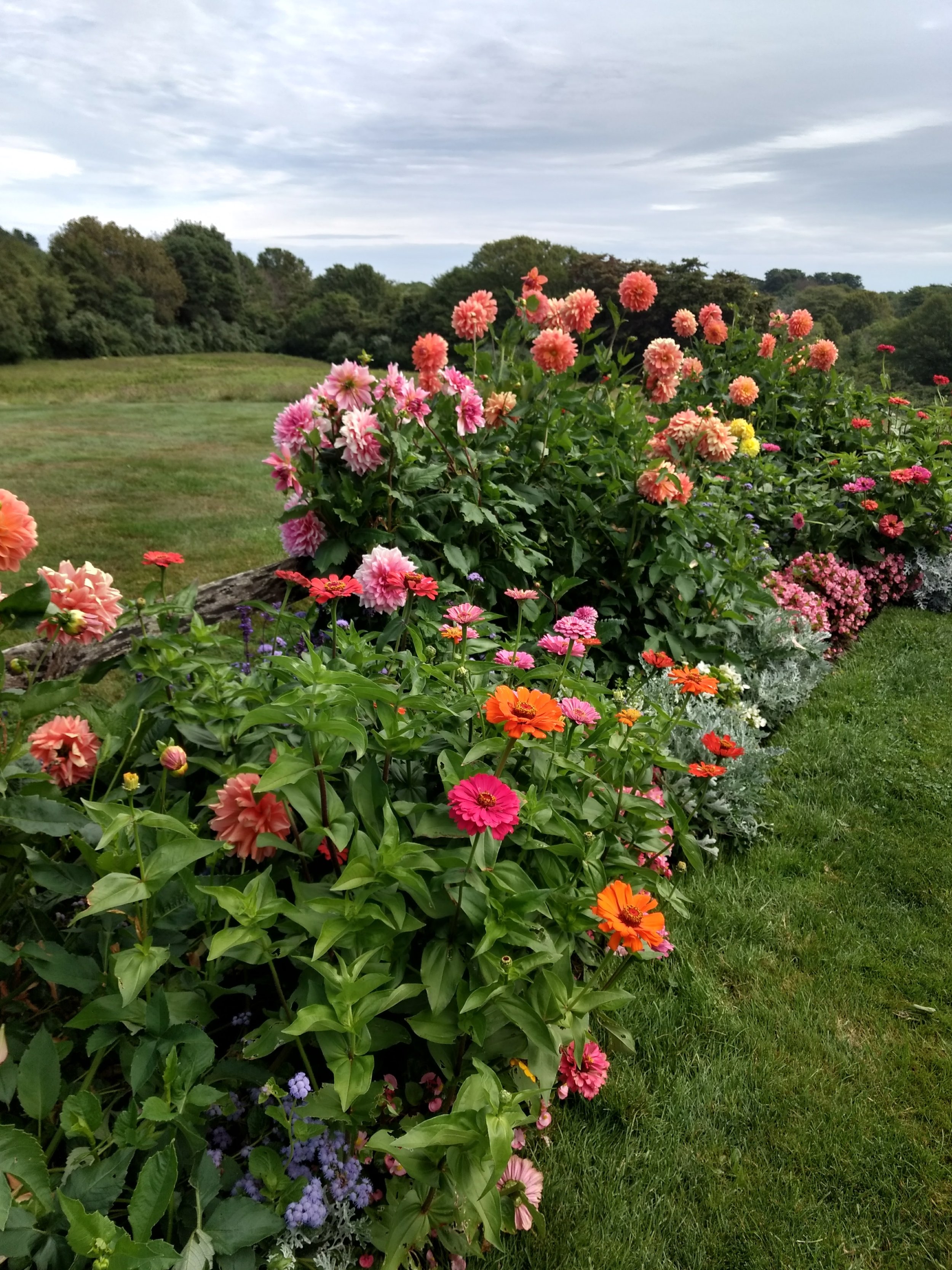 Colorful flowers