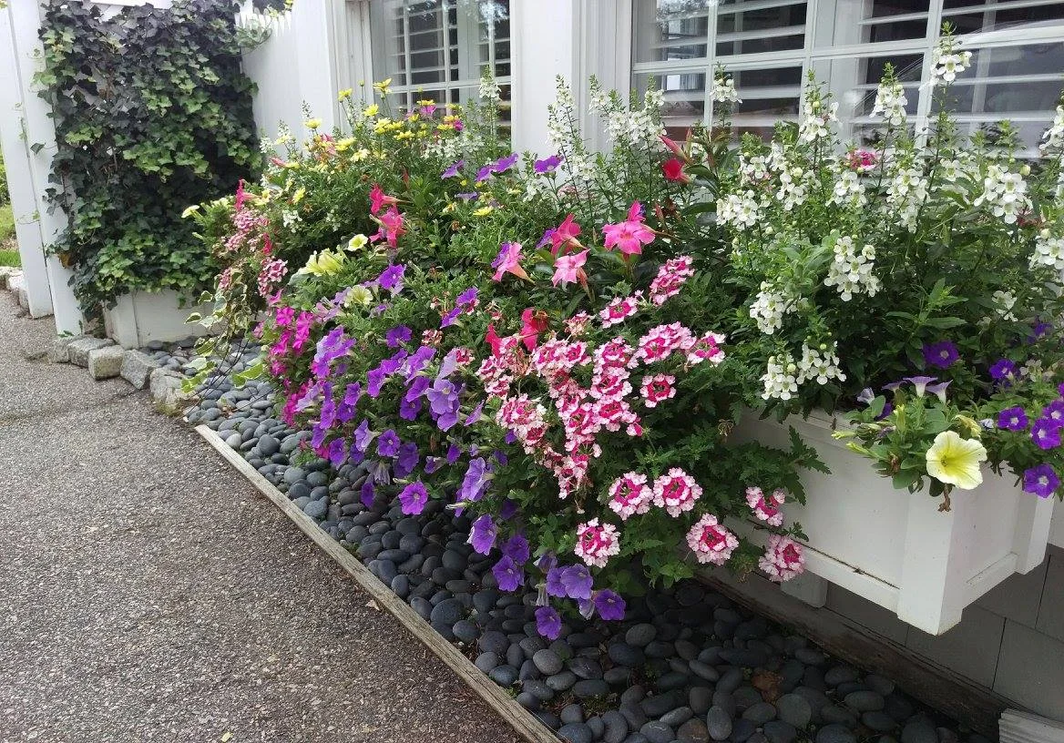 Windowbox Designs