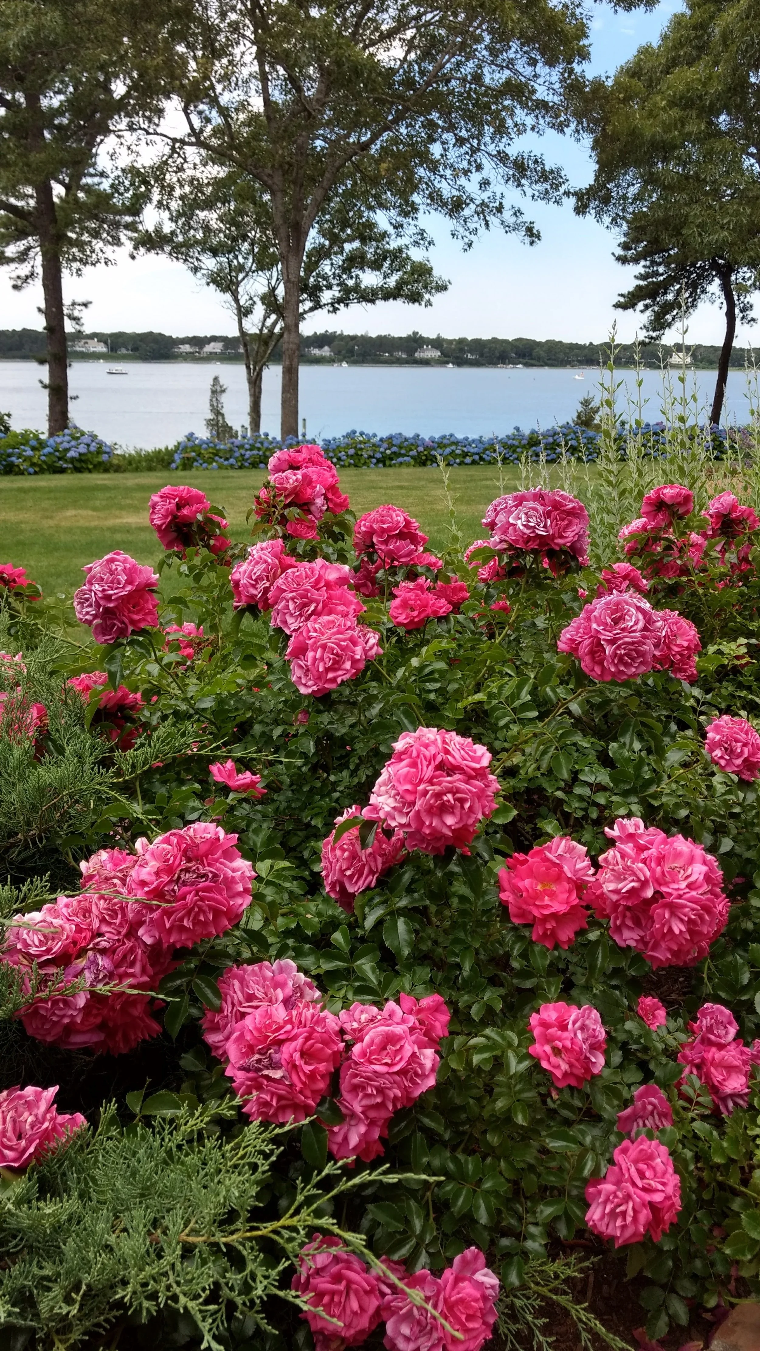 Rose & Hydrangea Care