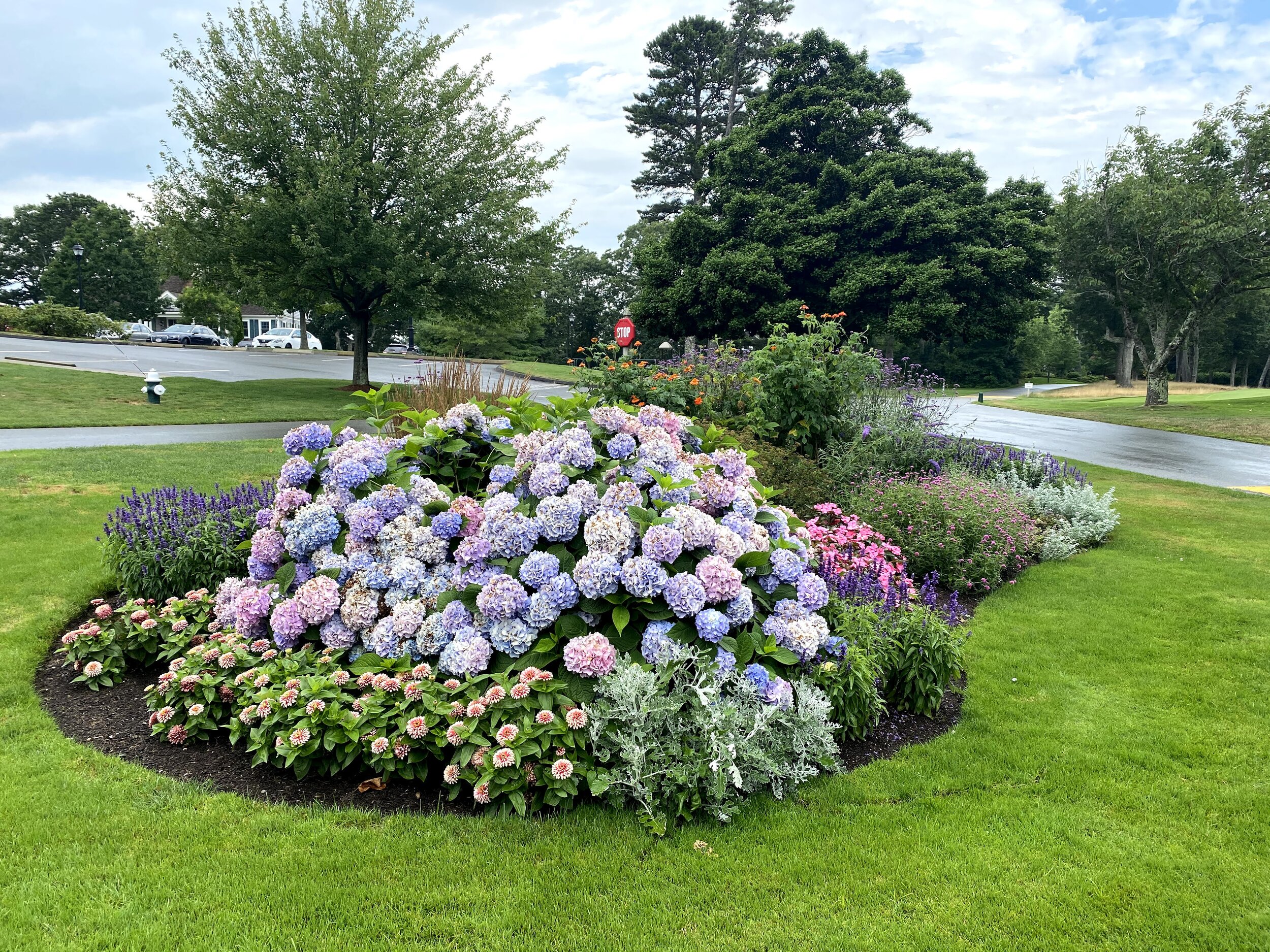 Hydrangeas