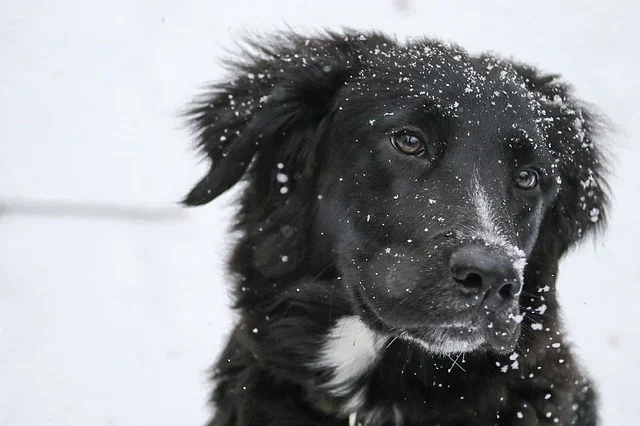 border-collie-1149417_640.jpg