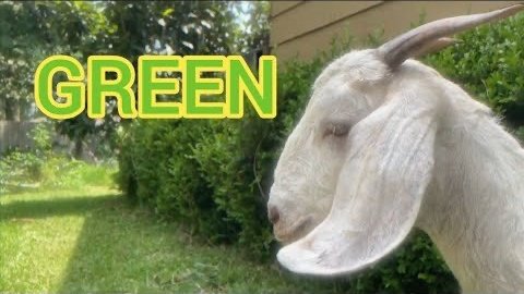 Darwin's Finches- Green - Music Video