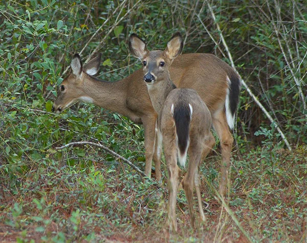 Hunting on Clarks Hill Lake