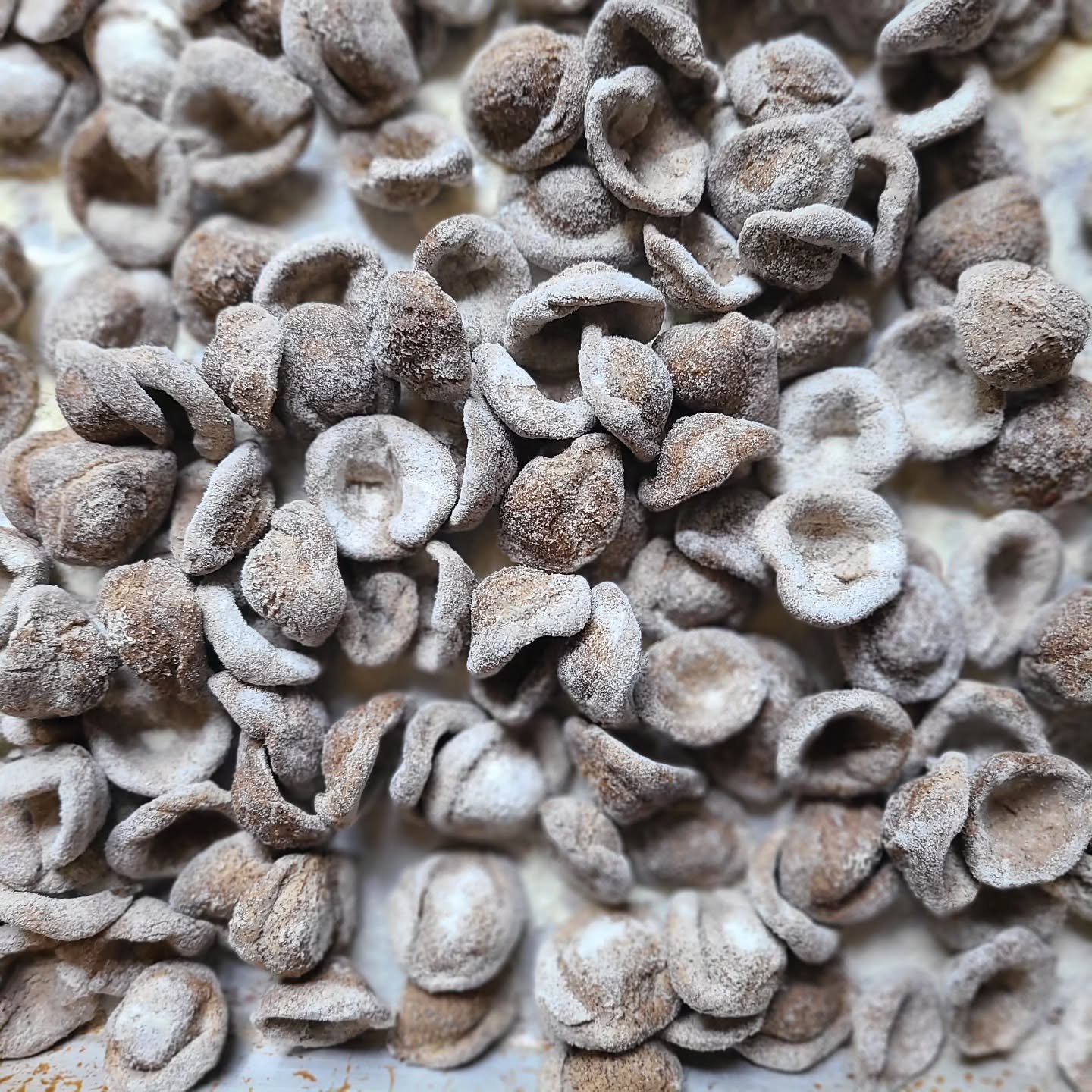 Orecchiette👂. Beautiful buckwheat flour from  @nextstepfarmers

#buckwheat #localgrains