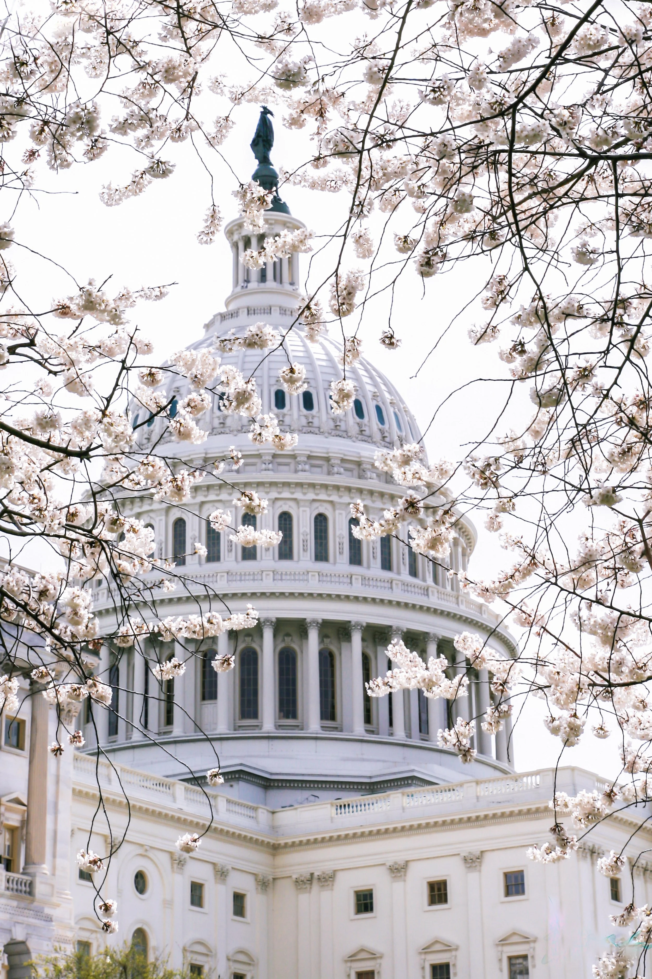 What does policy analysis cost the federal government?