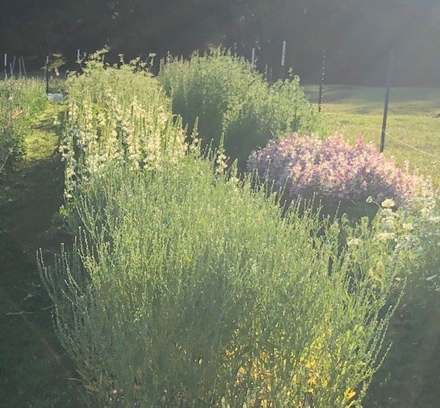 Persian Garden Cress