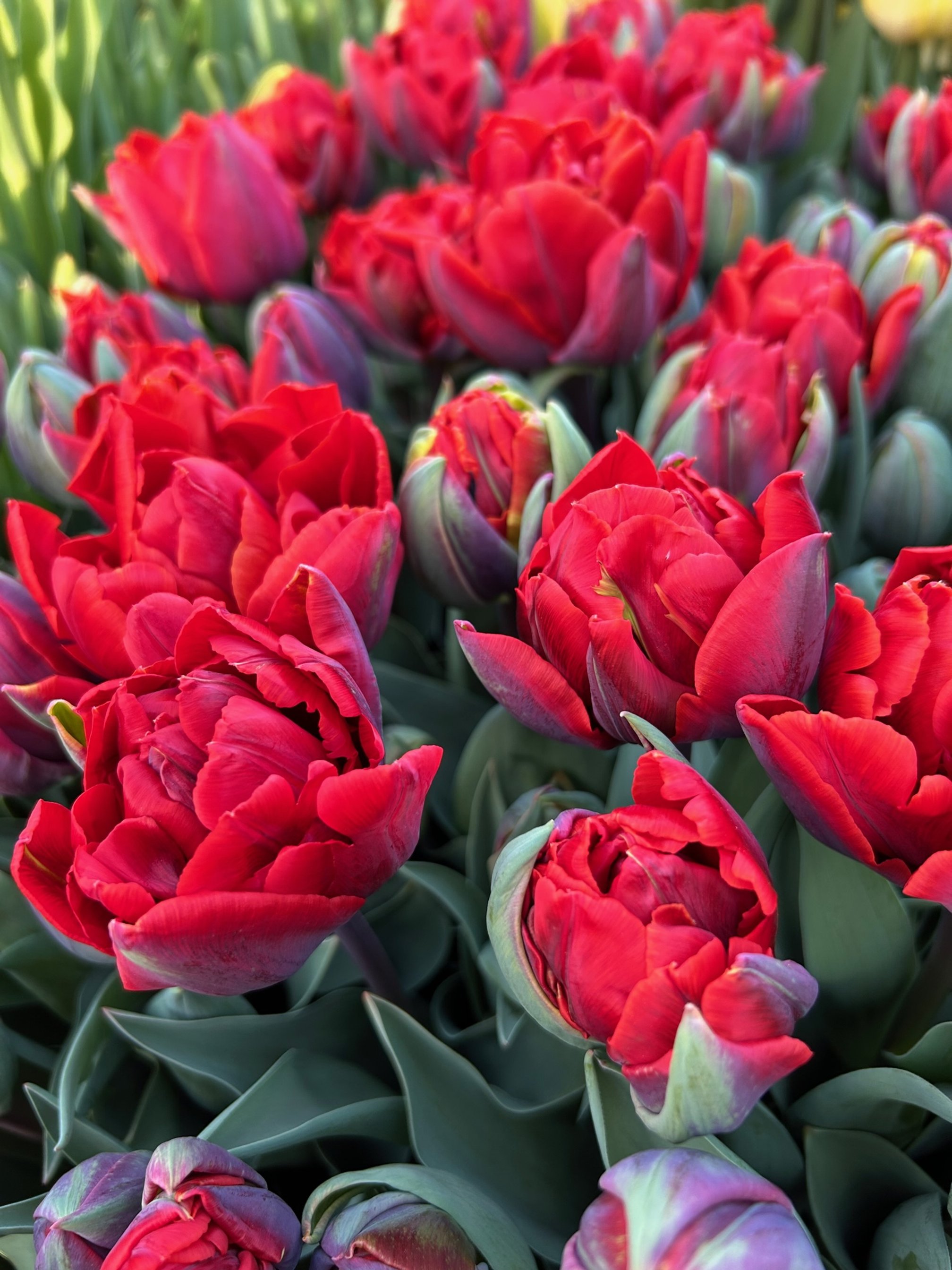 Under ~ Energize plads Tulip - Red Princess — The Farmhouse Flower Farm