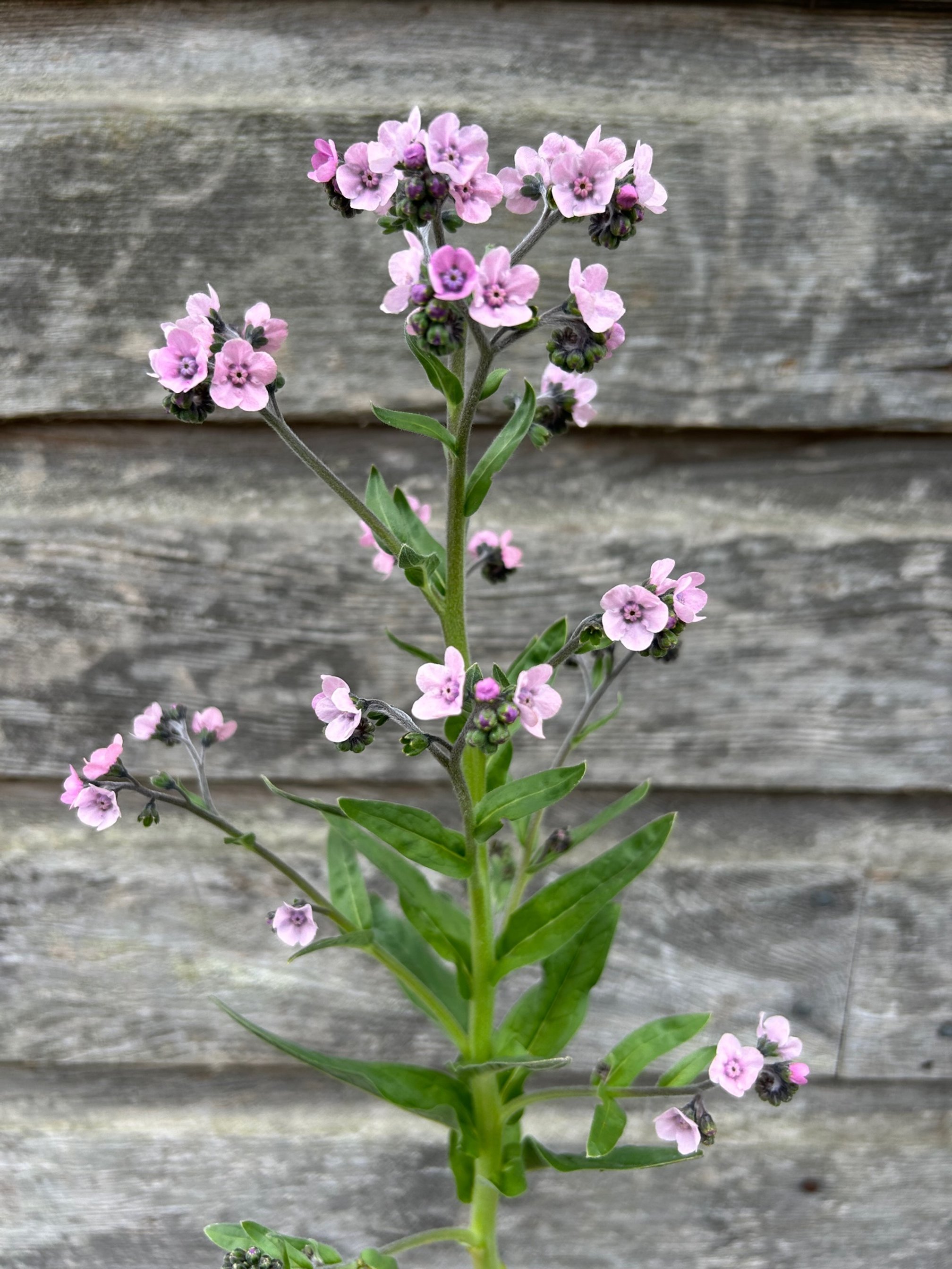 Chinese Forget-Me-Not Seeds - Mystic Pink Flower Seeds