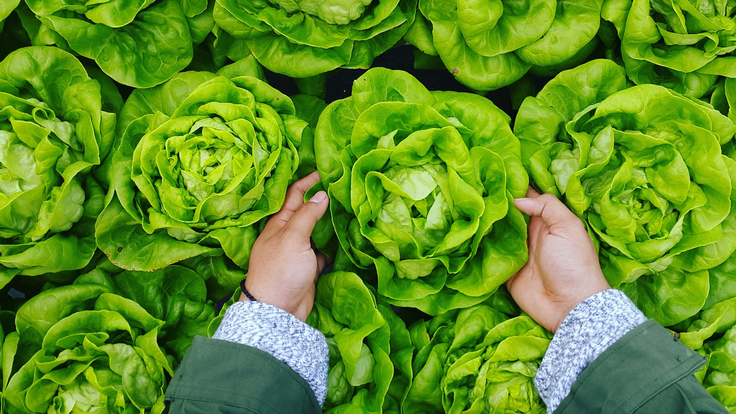 Lettuce_phuc-long-579304-unsplash-min.jpg