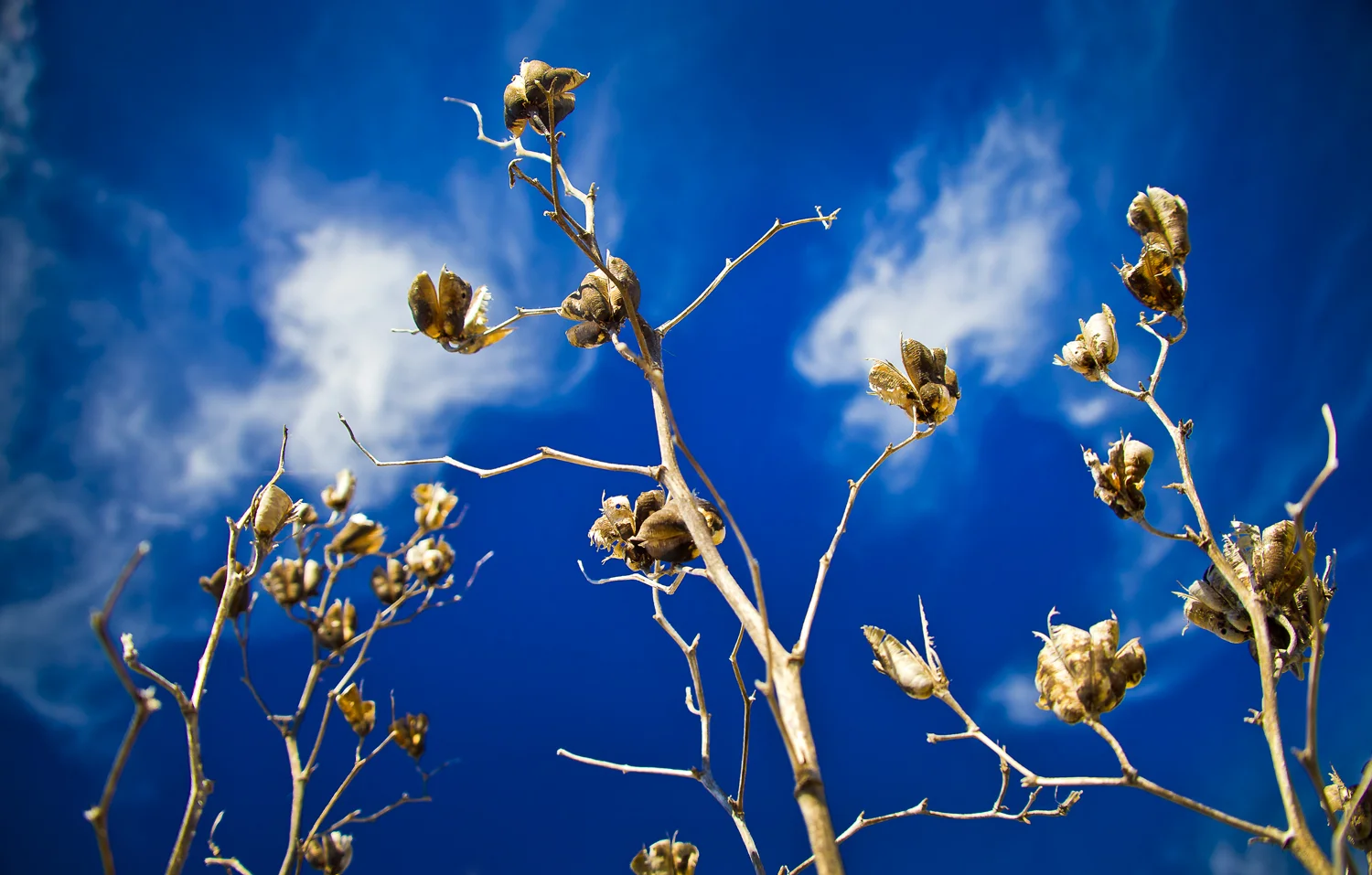 2019.03.25_oceanic kisses beyond the risen blooms.jpg