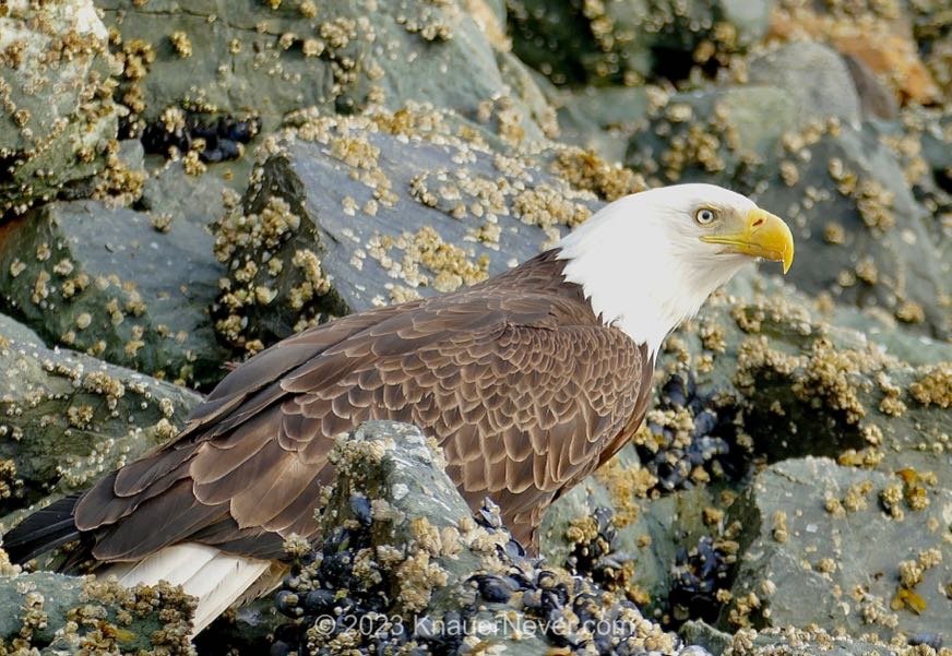 A bald eagle feasting on fish in Auke Bay
