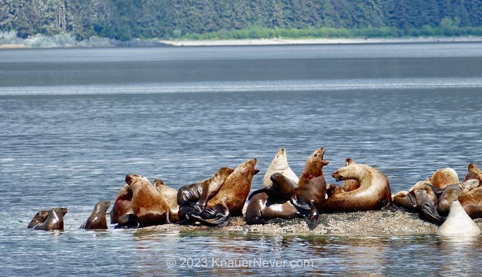 Sea lions near Juneau 