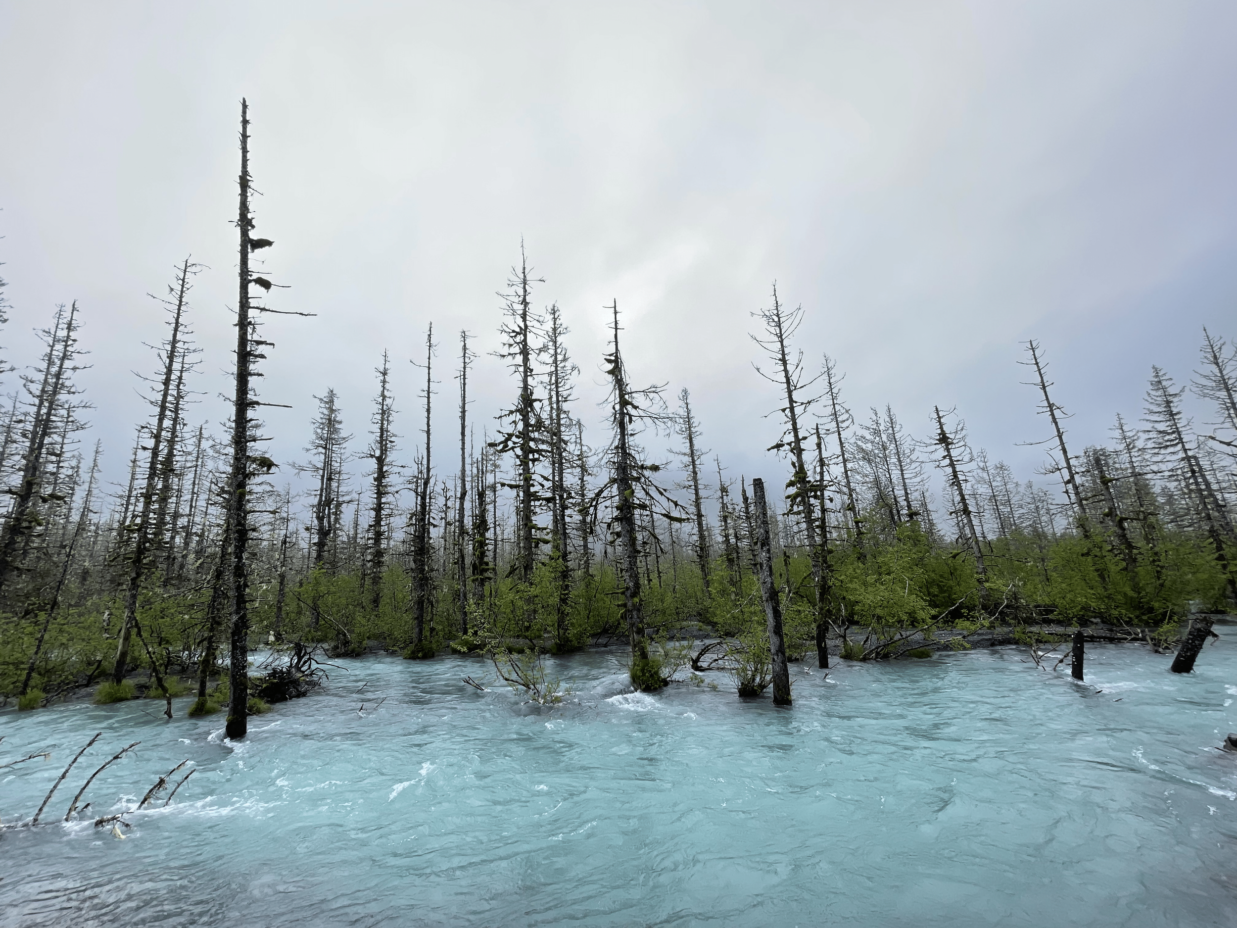 The Power River radiates blue with glacial minerals. Salmon have just started heading upstream to spawn.