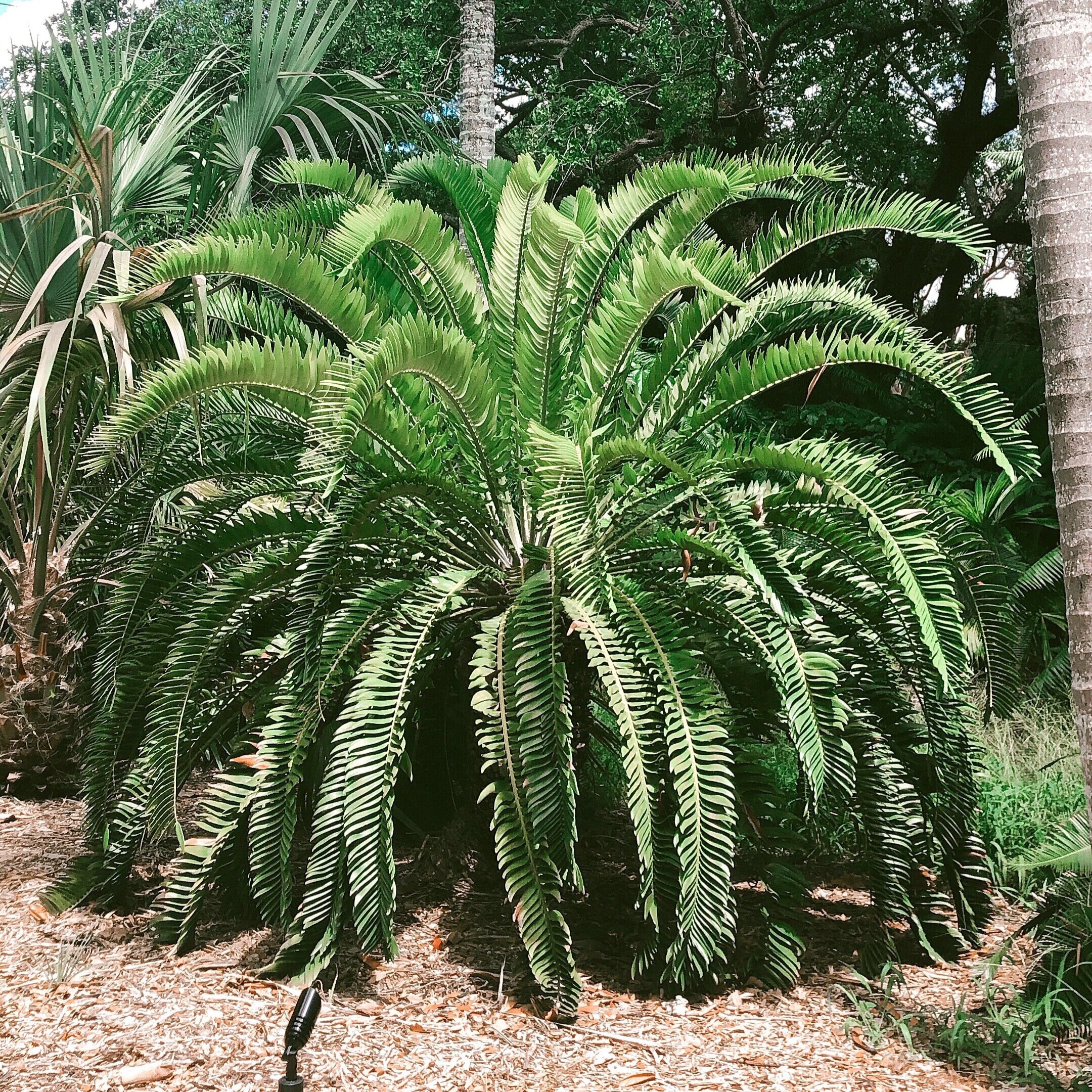 Cycad 