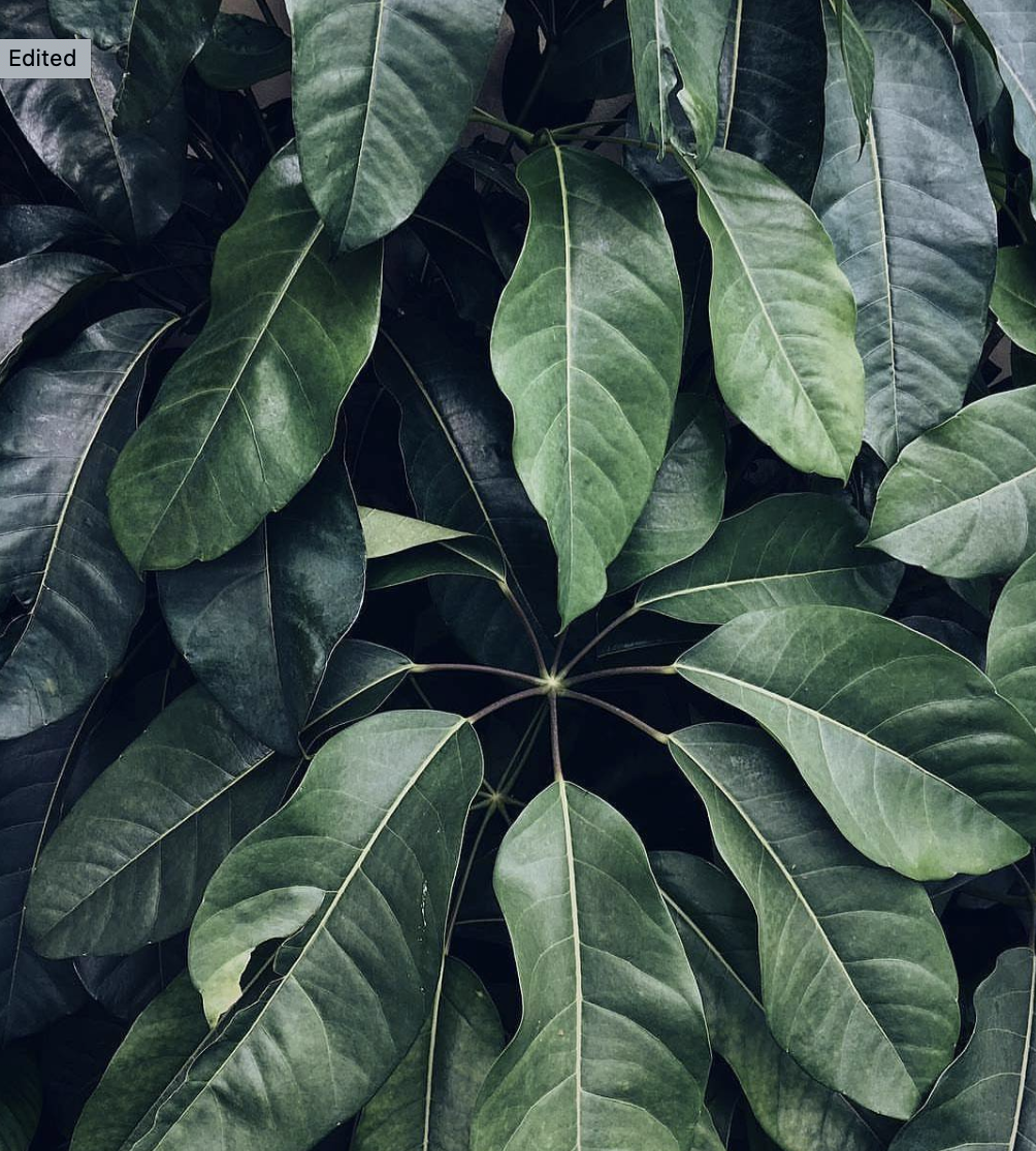 Umbrella Tree