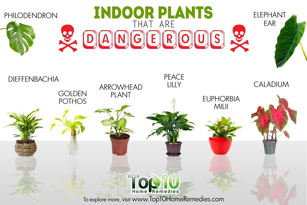 dangerous-indoor-plants-rev.jpg