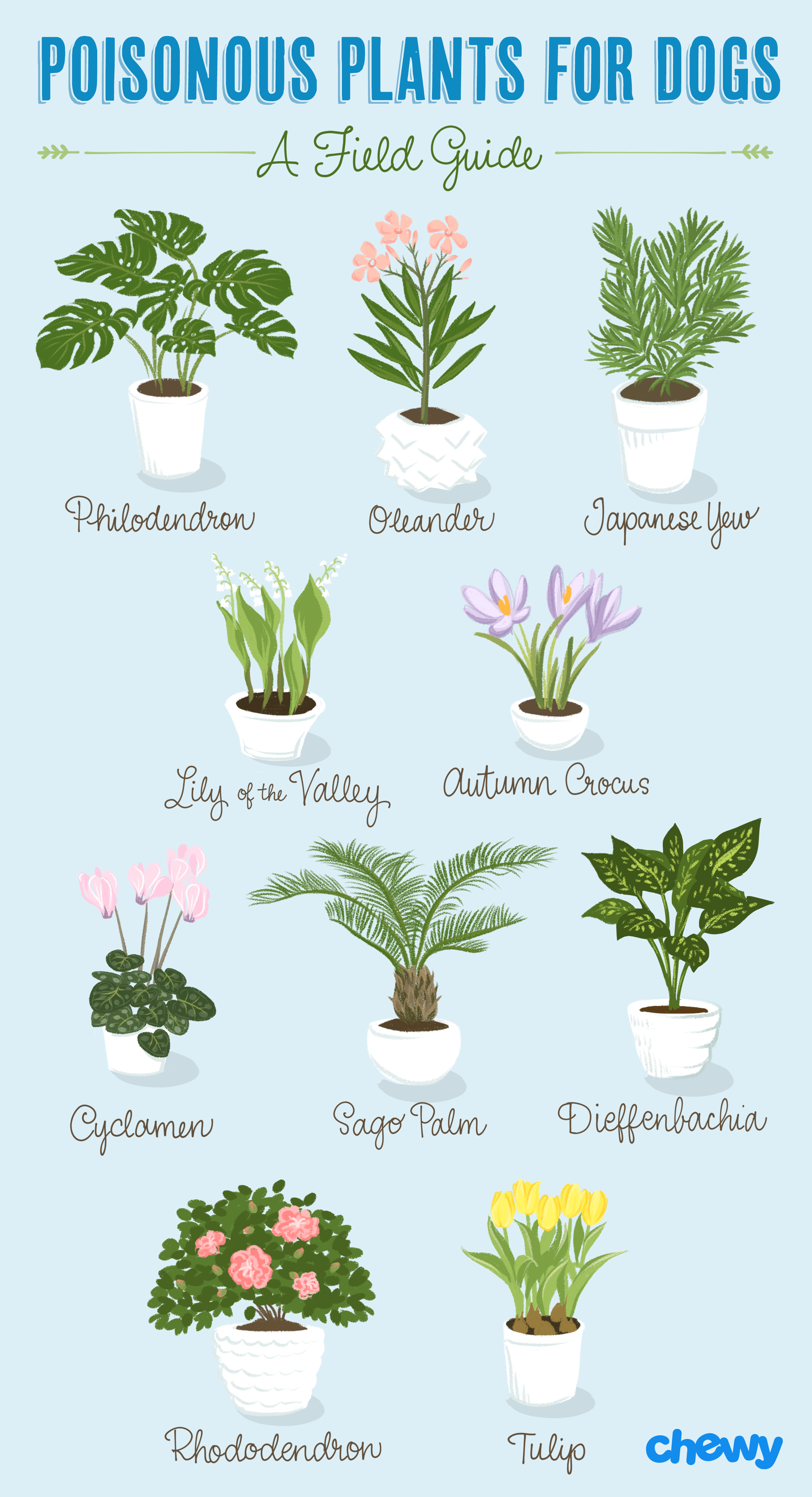 most-common-poisonous-plants-for-dogs.png