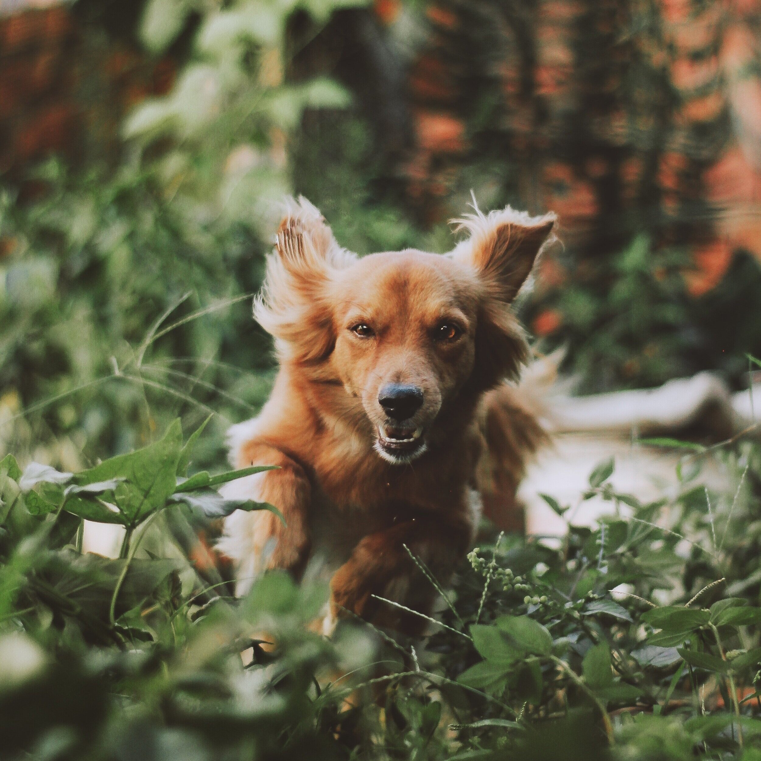 medium-coated-tan-dog-running-on-green-plants-photography-939523.jpg