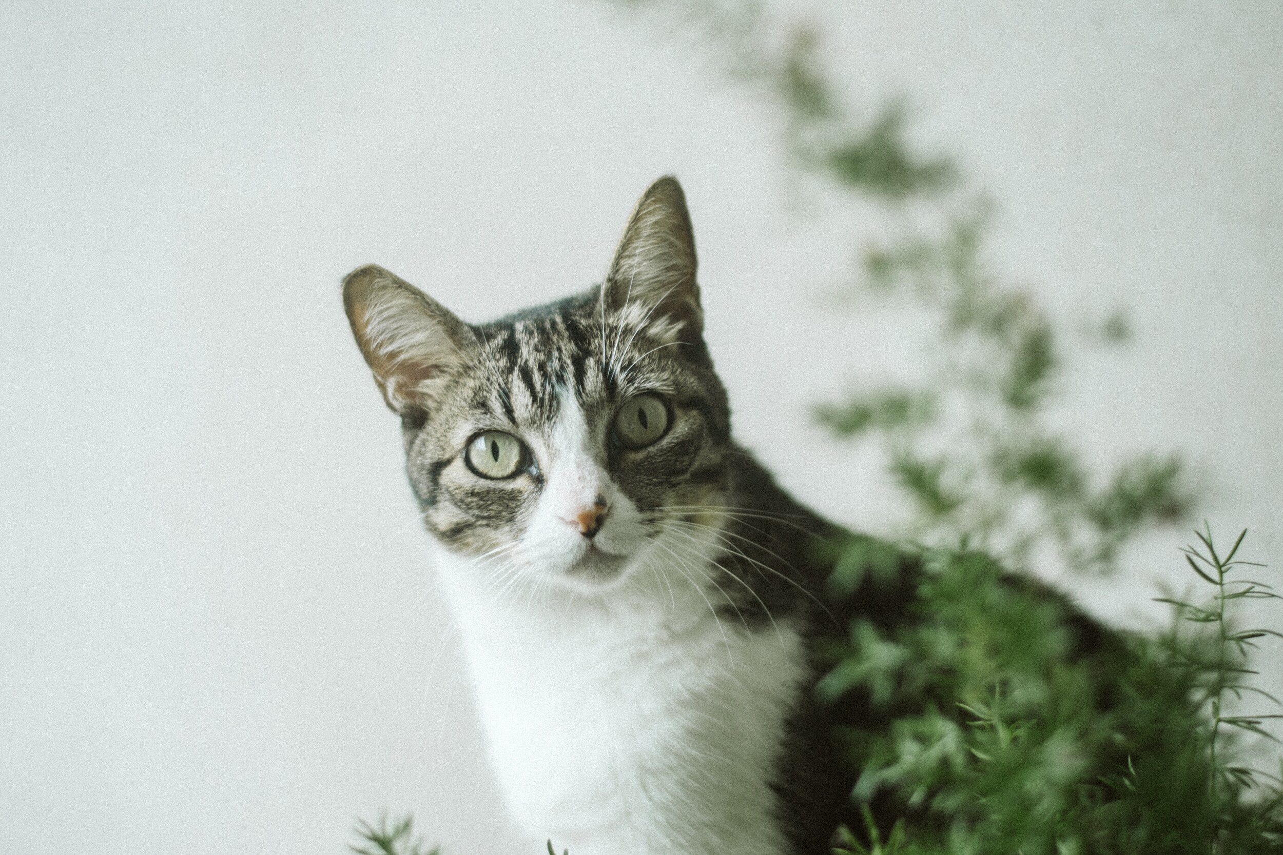 photo-of-cat-beside-plant-3333541.jpg