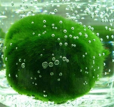 marimo ball 2 - bubbles.jpeg