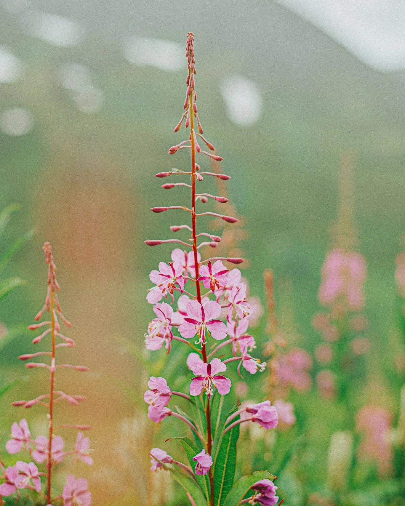 Knoxville Plant Workshops: Hands-On Learning for Houseplant & Garden Enthusiasts