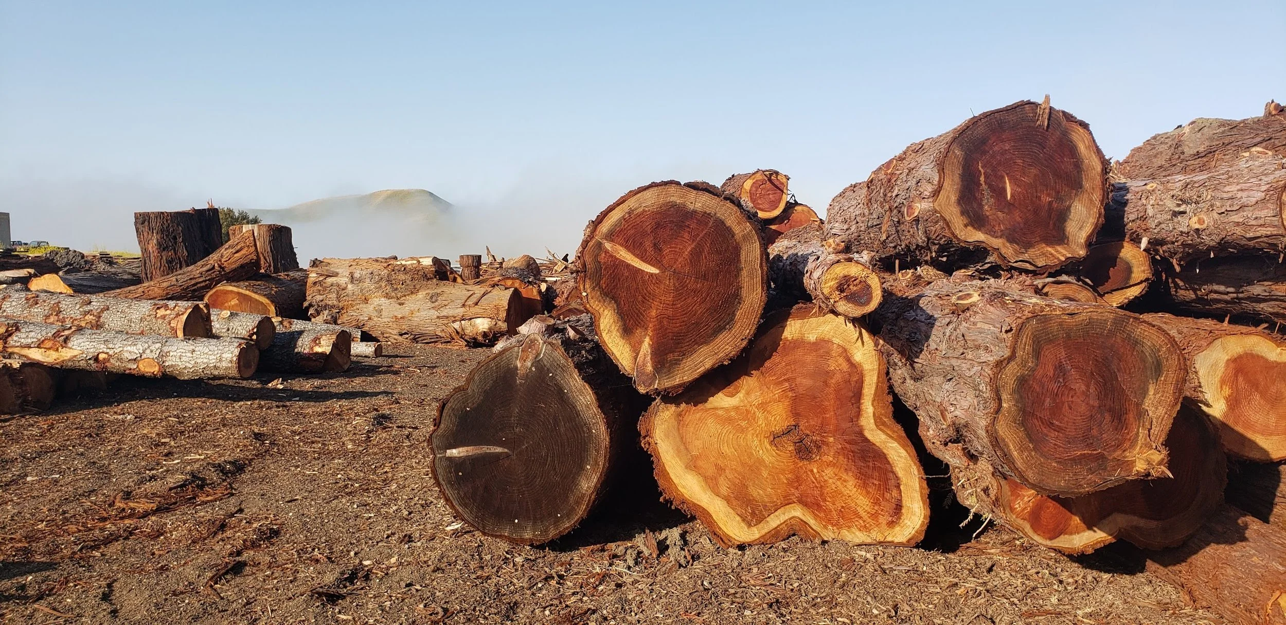 Tree Removal & Recycling — Bay Area Redwood