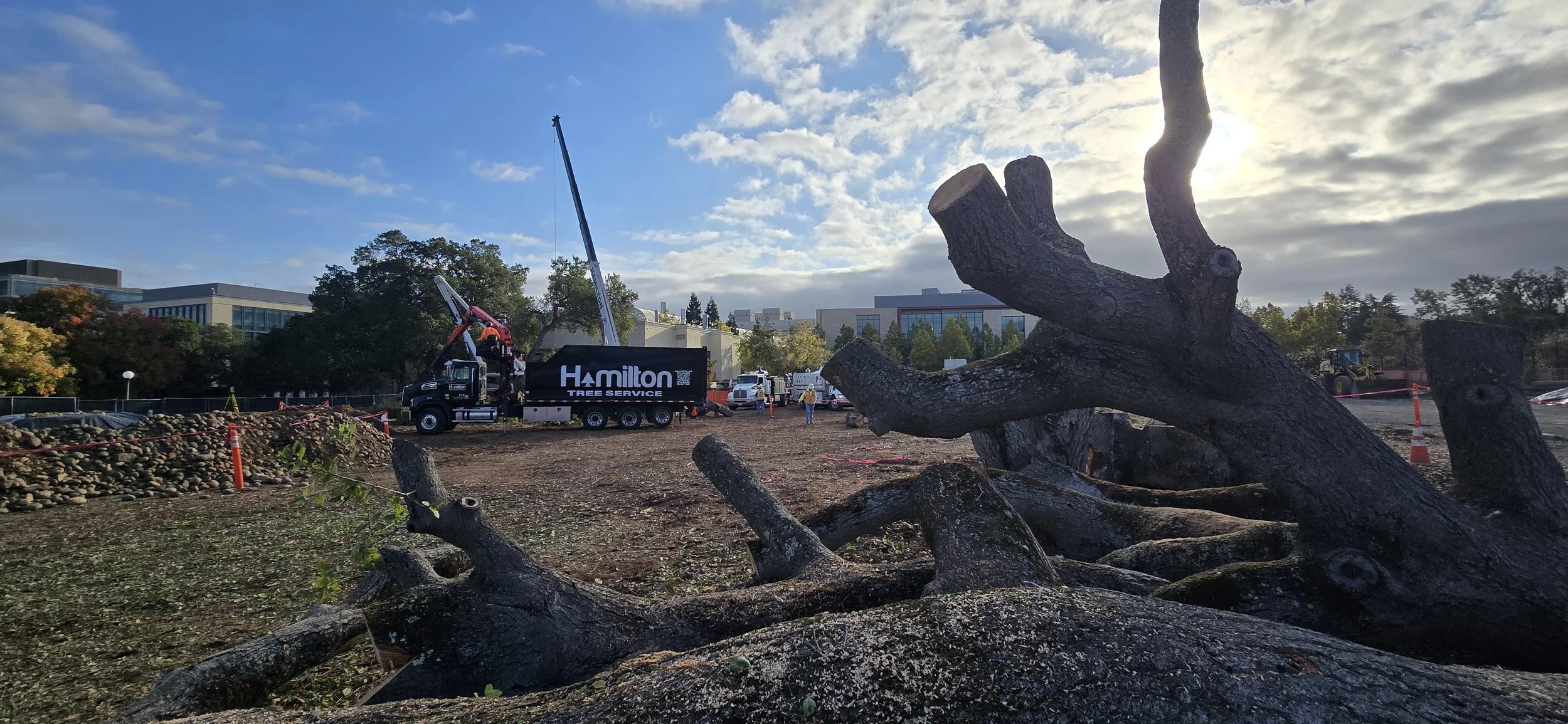 Hamilton Tree Service Inc. Truck and crane in the background taking a tree apart as we see a tree in the foreground that was taken down.