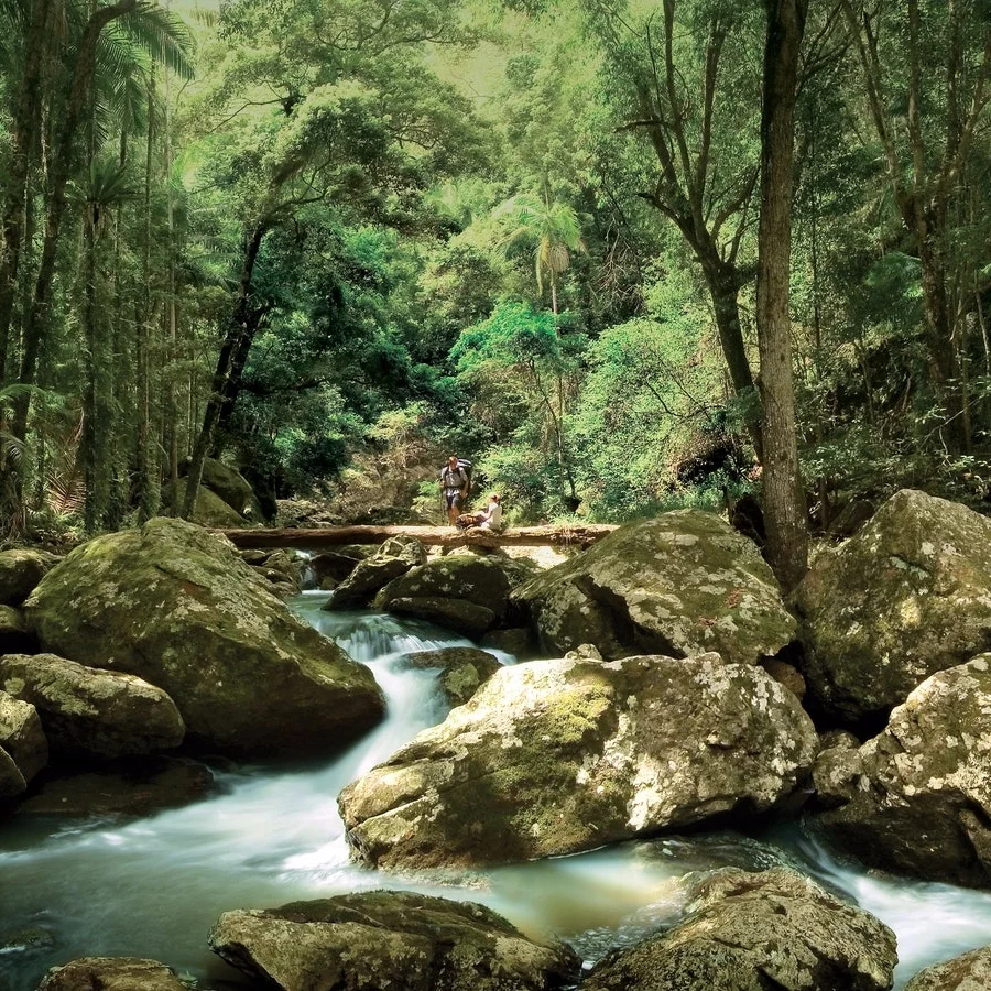 rainforest.jpg
