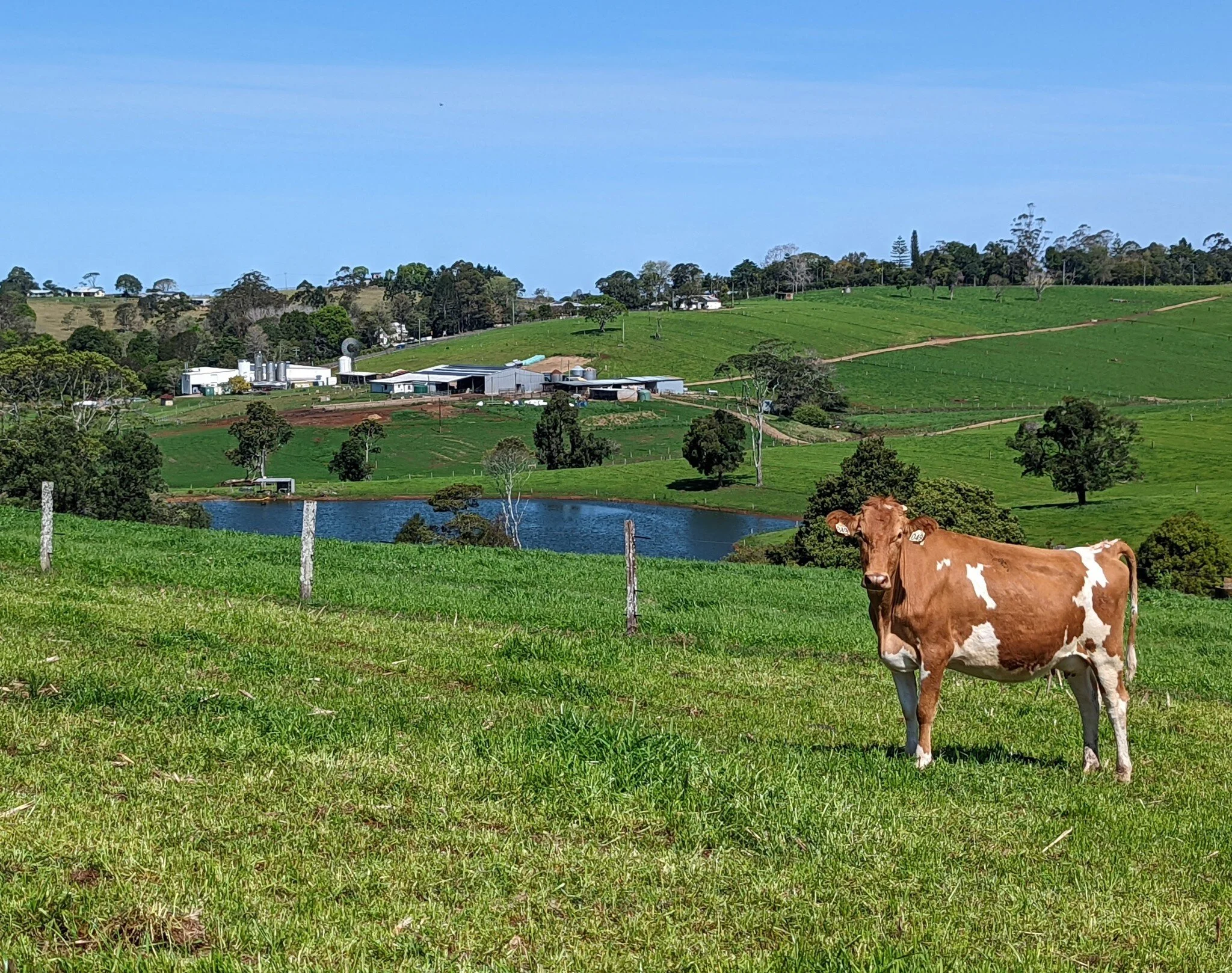 Maleny Dairies worker keeping on eye on passers by. Winter is just the very best time to enjoy our green and clean farmlands.

#malenydairies #accomodation  #maleny #explorequeensland #sunshinecoasthinterland #familyreunion #weekendgetaway #luxuryacc