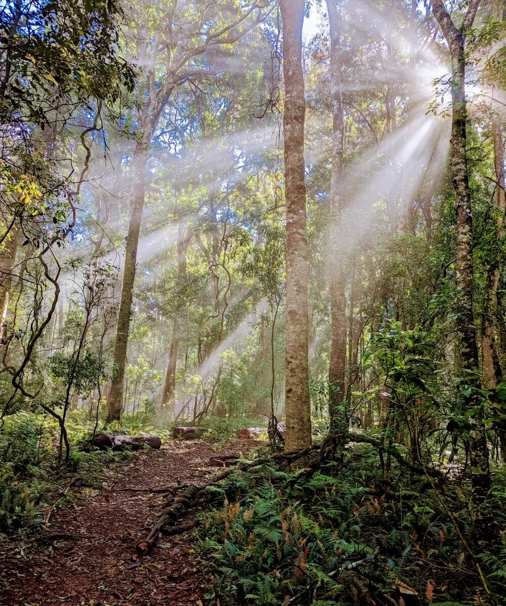 Low winter sun in Sunshine Coast Hinterland. Winter is simply the best season - with apologies to the late great TT....

#accomodation  #maleny #explorequeensland #sunshinecoasthinterland #malenywedding #familyreunion #weekendgetaway #luxuryaccommoda