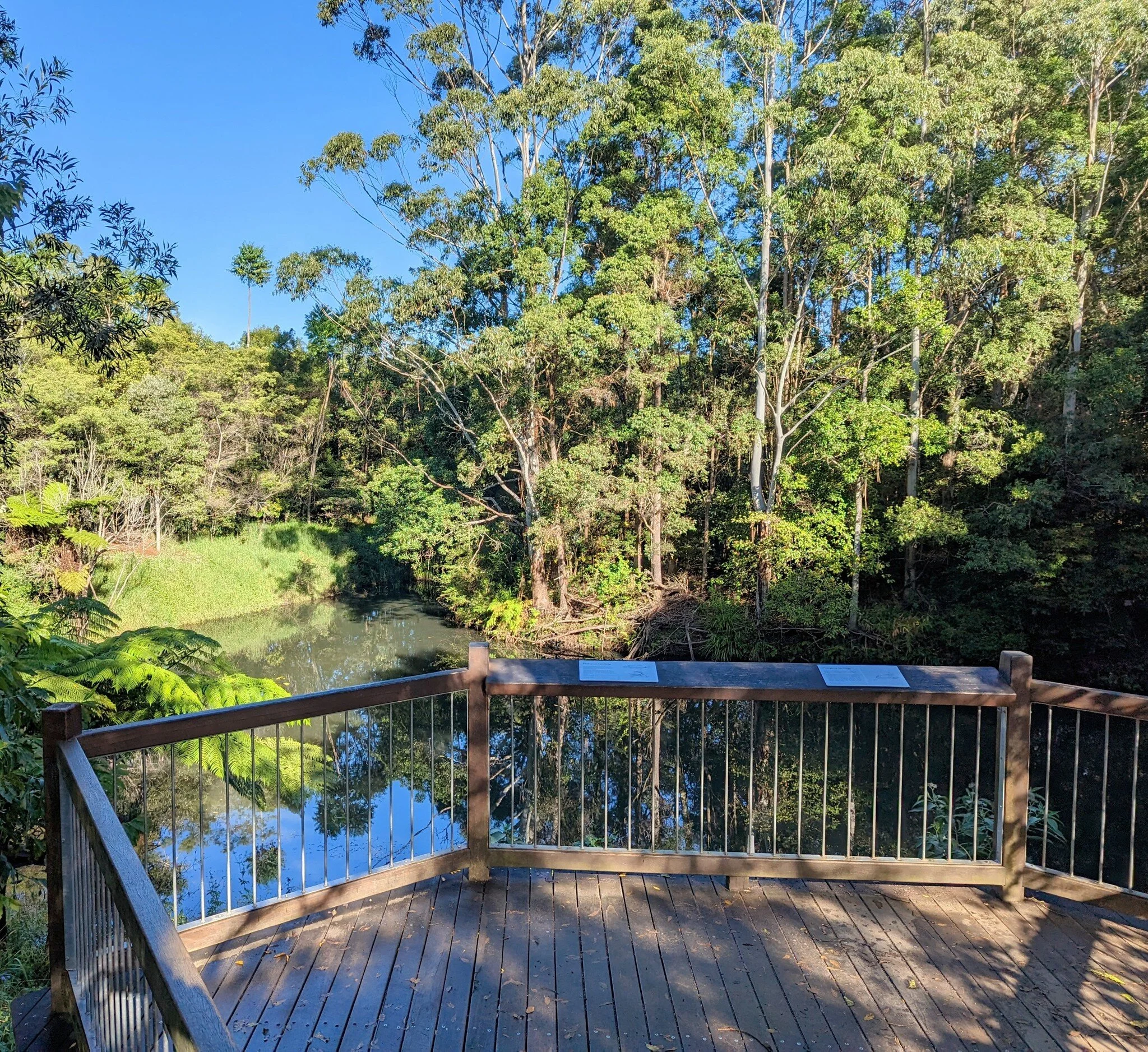 Platypus watching platform on the Obi Creek - only  ten minutes walk from The Guesthouse. Lots of water in the creek and lots of platypuses -  shouldn't  that really be platypi?

#accomodation  #maleny #explorequeensland #sunshinecoasthinterland #mal