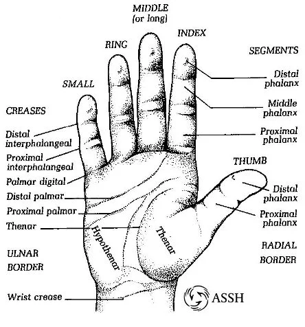 Anatomy of the Hand - Dr. Jonathan Lee Yi-Liang