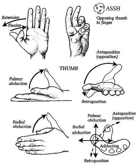 hand_Movement2.jpg
