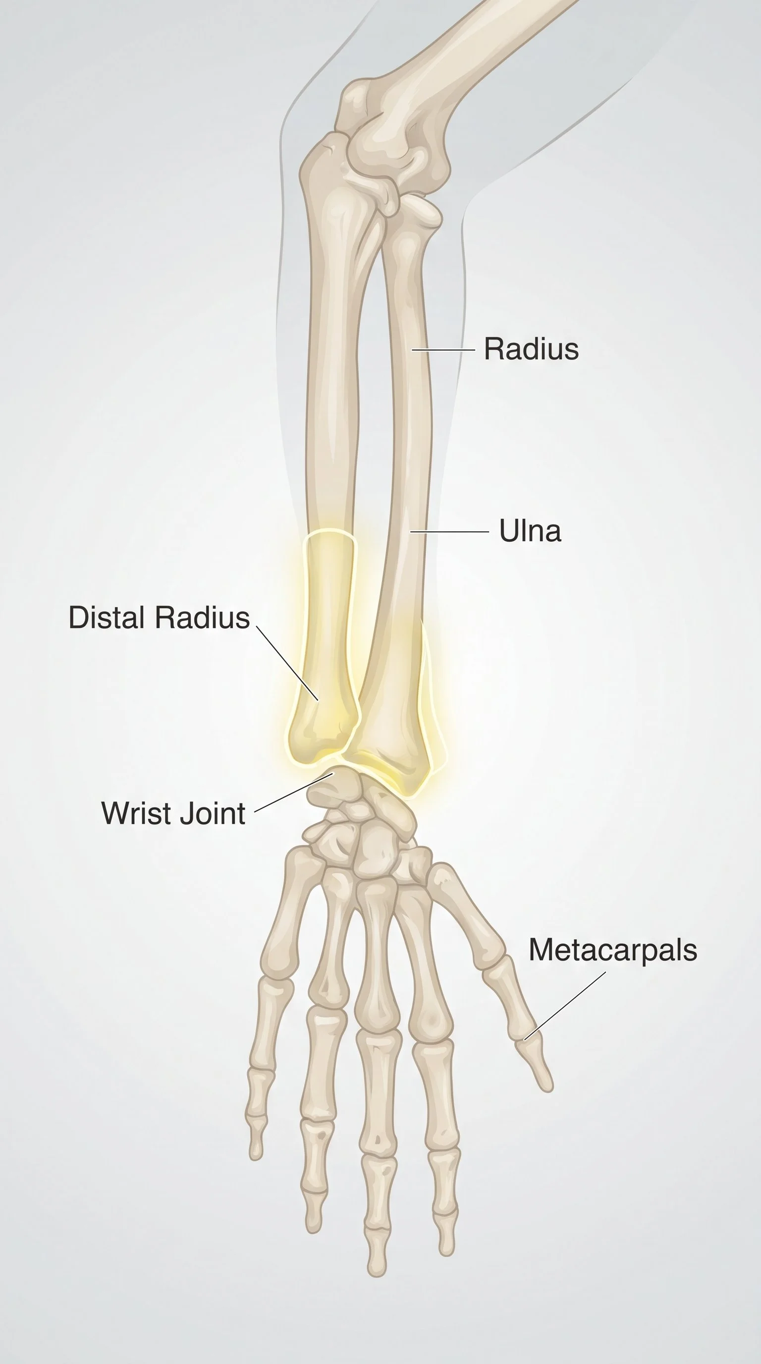 distal-radius-fracture-wrist-anatomy.webp