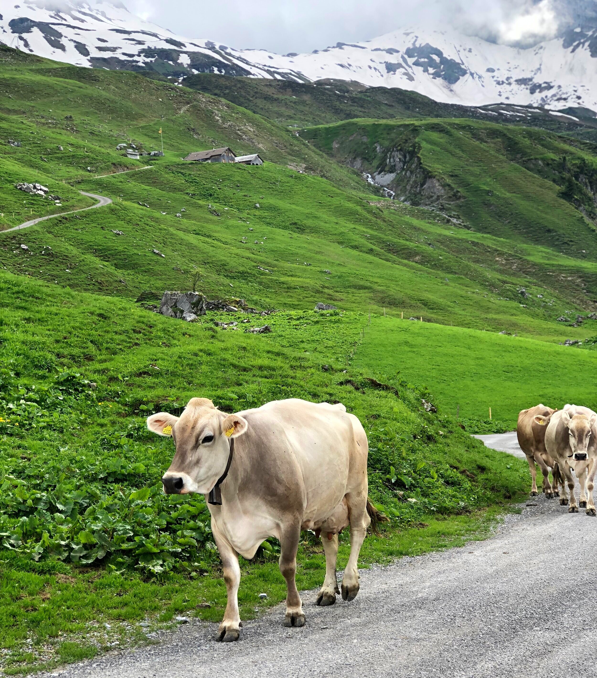 Cows on Ruosalp