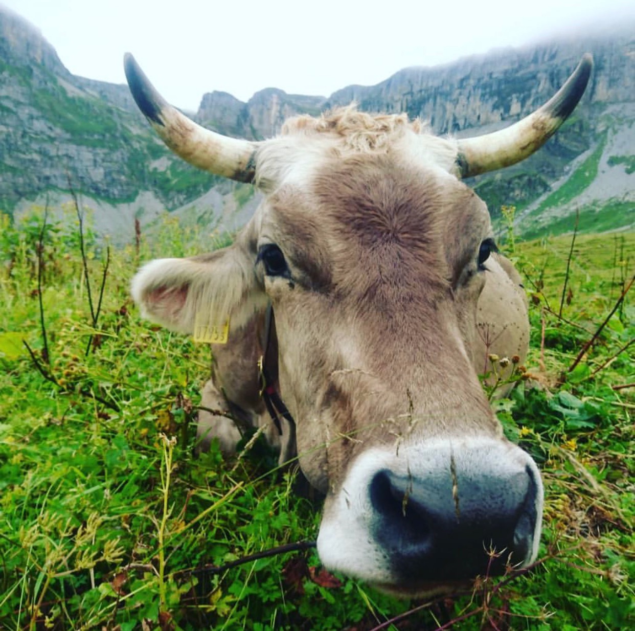 Switzerland, Alpkäse, and Finding Meaning in Cheese