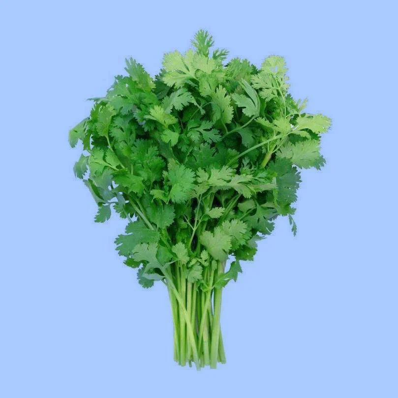 cilantro-coriander.jpg