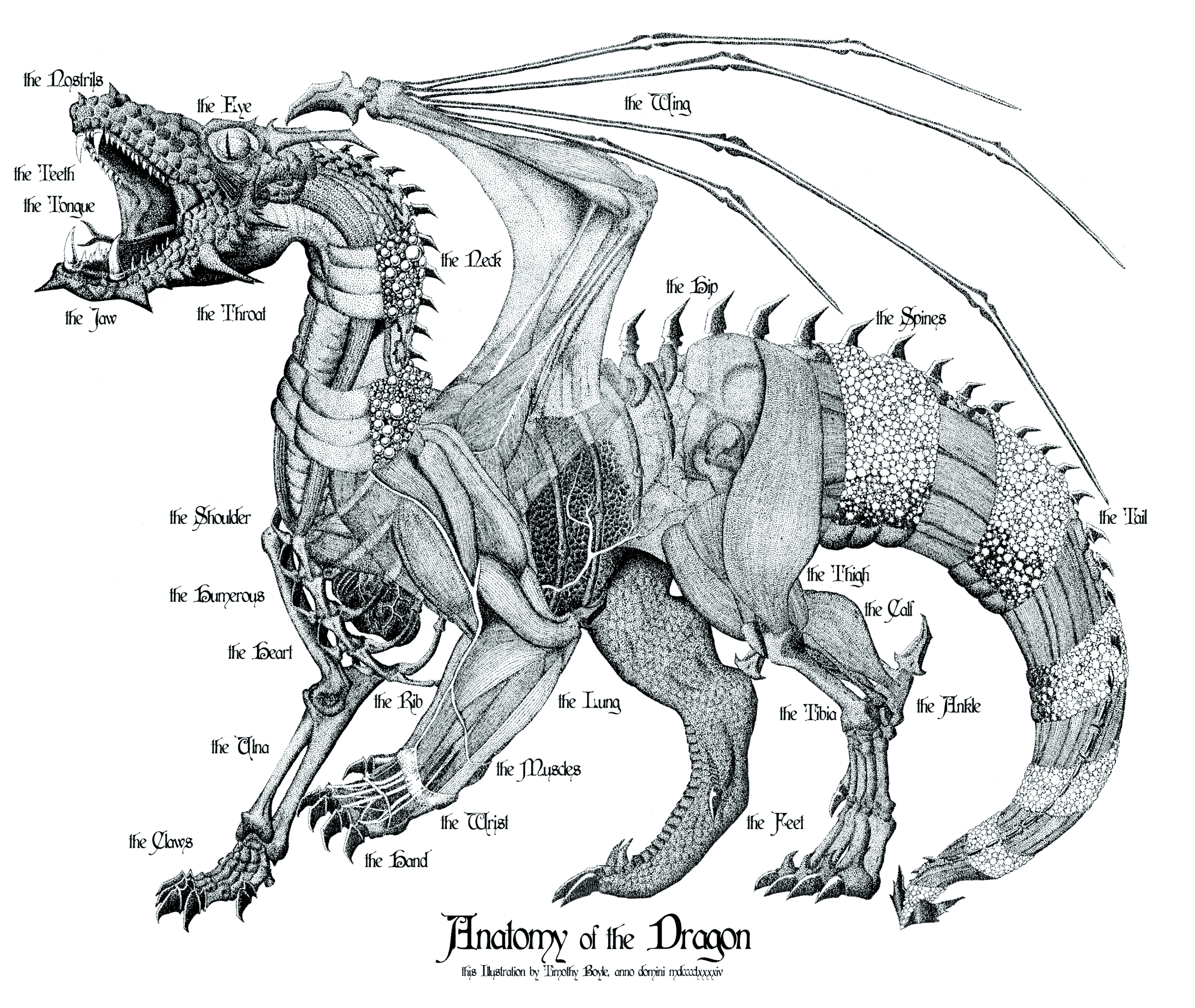 anatomyofthedragon.gif