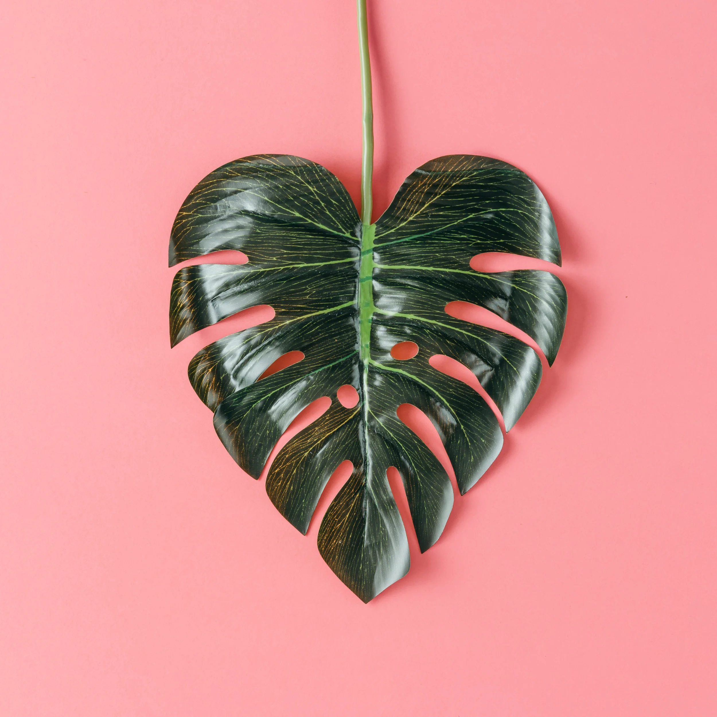 Canva - Tropical Leaf in Shape of a Heart.jpg