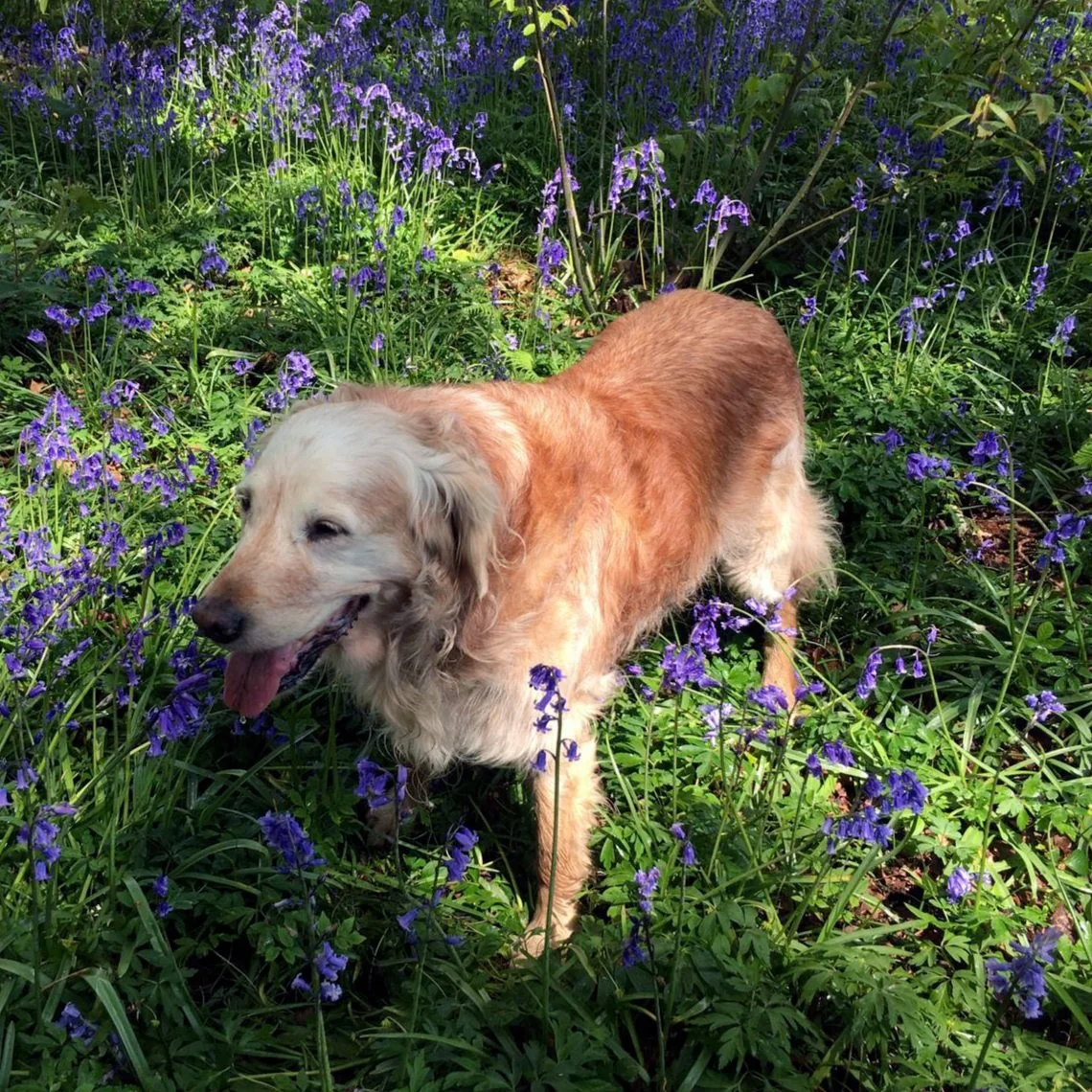 Celebrating the pets who make our house a home