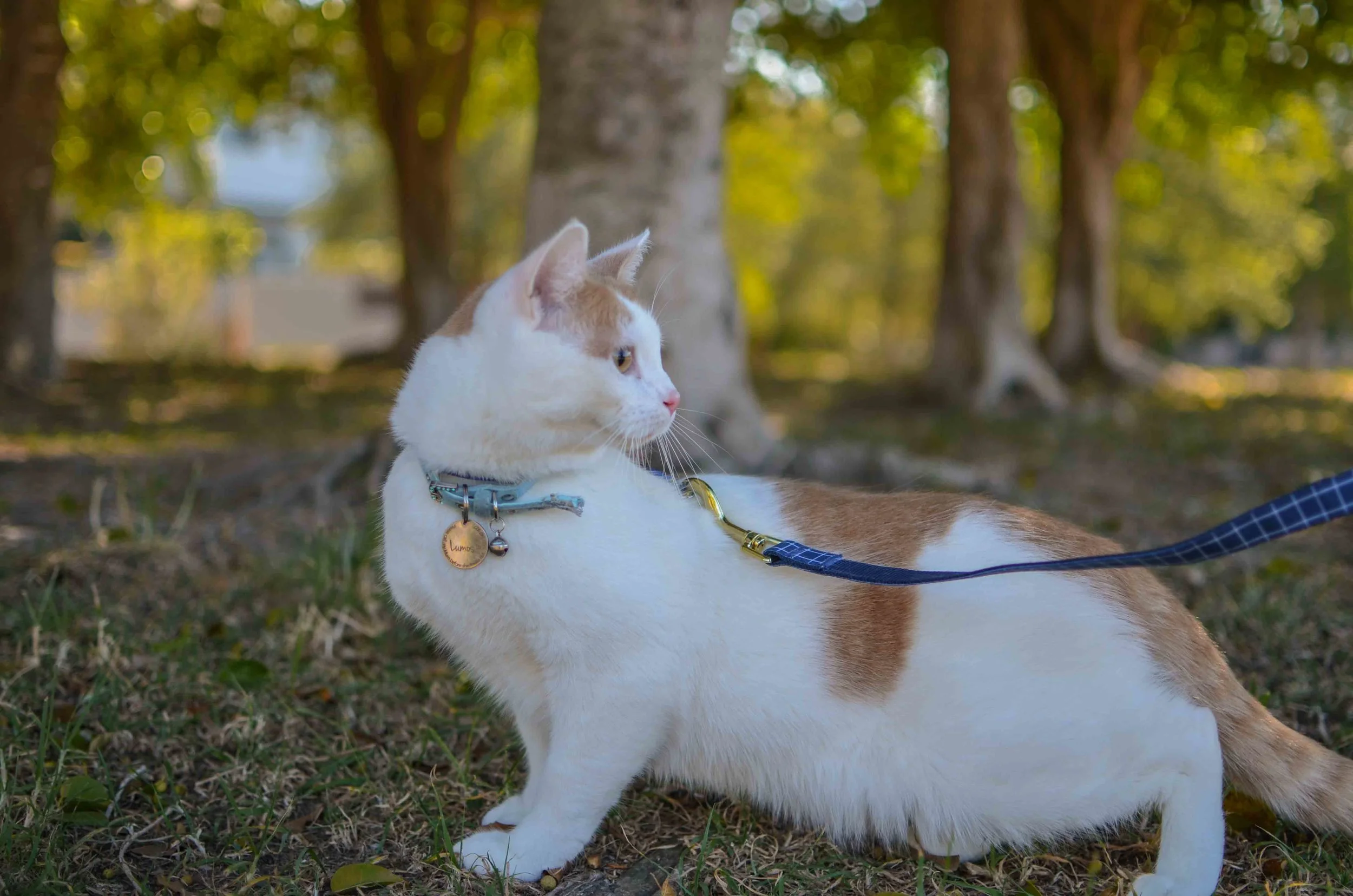 Cat+Walking+on+leash.jpeg
